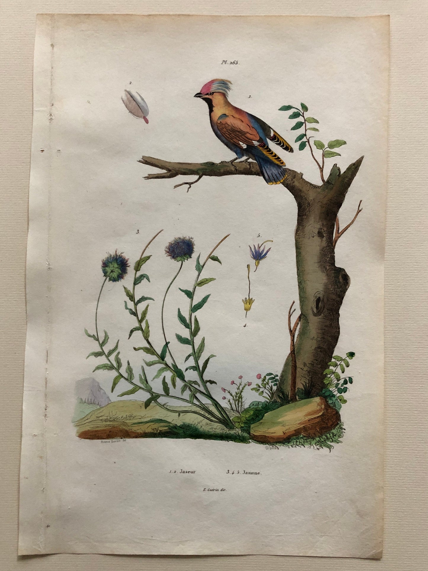 Six Antique Prints From a French Dictionary. Birds, Insects, Trees and Plants. Hand coloured Lithographs. Size: 29 x 18 cms.