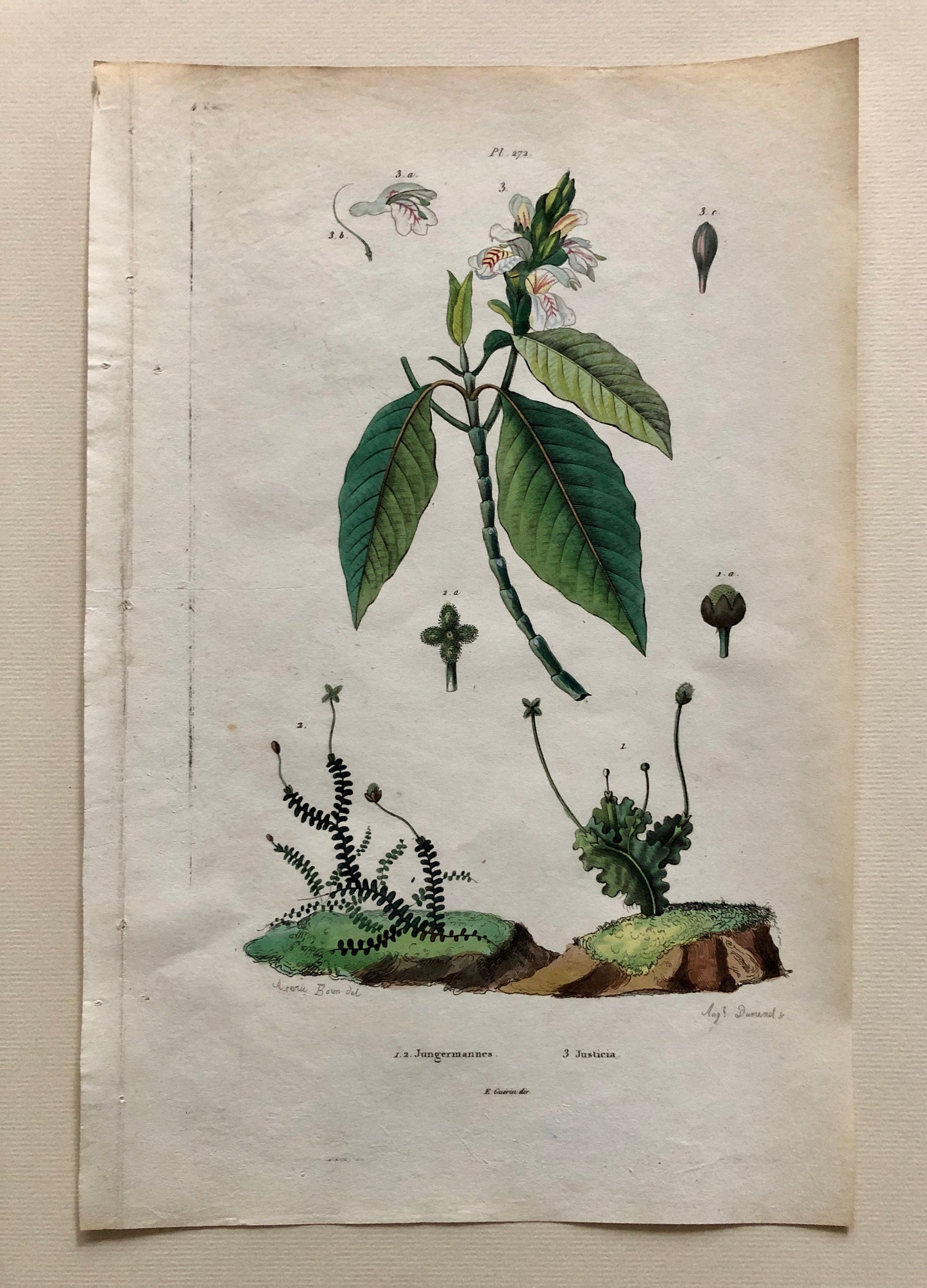 Six Antique Prints From a French Dictionary. Birds, Insects, Trees and Plants. Hand coloured Lithographs. Size: 29 x 18 cms.