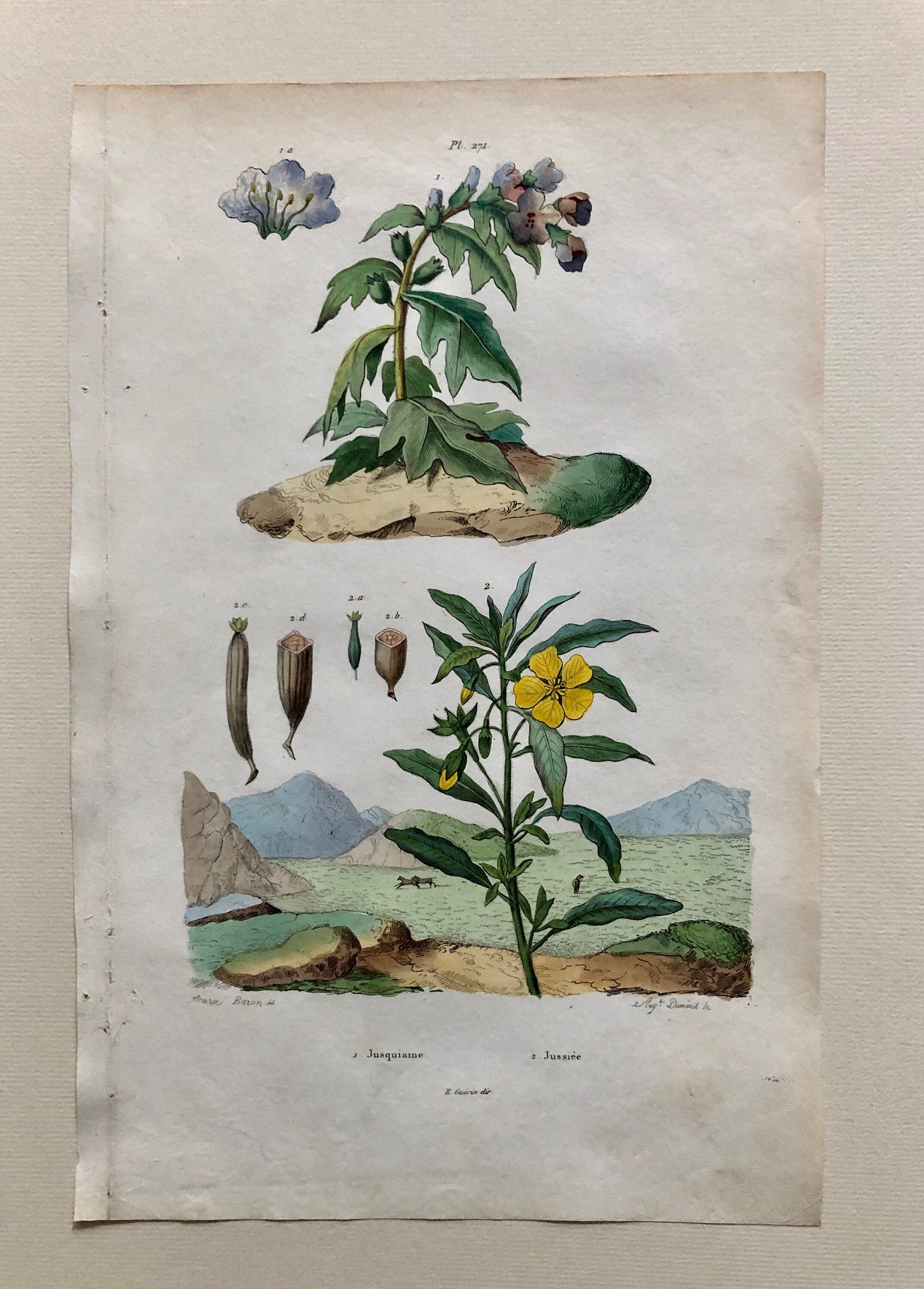 Six Antique Prints From a French Dictionary. Birds, Insects, Trees and Plants. Hand coloured Lithographs. Size: 29 x 18 cms.