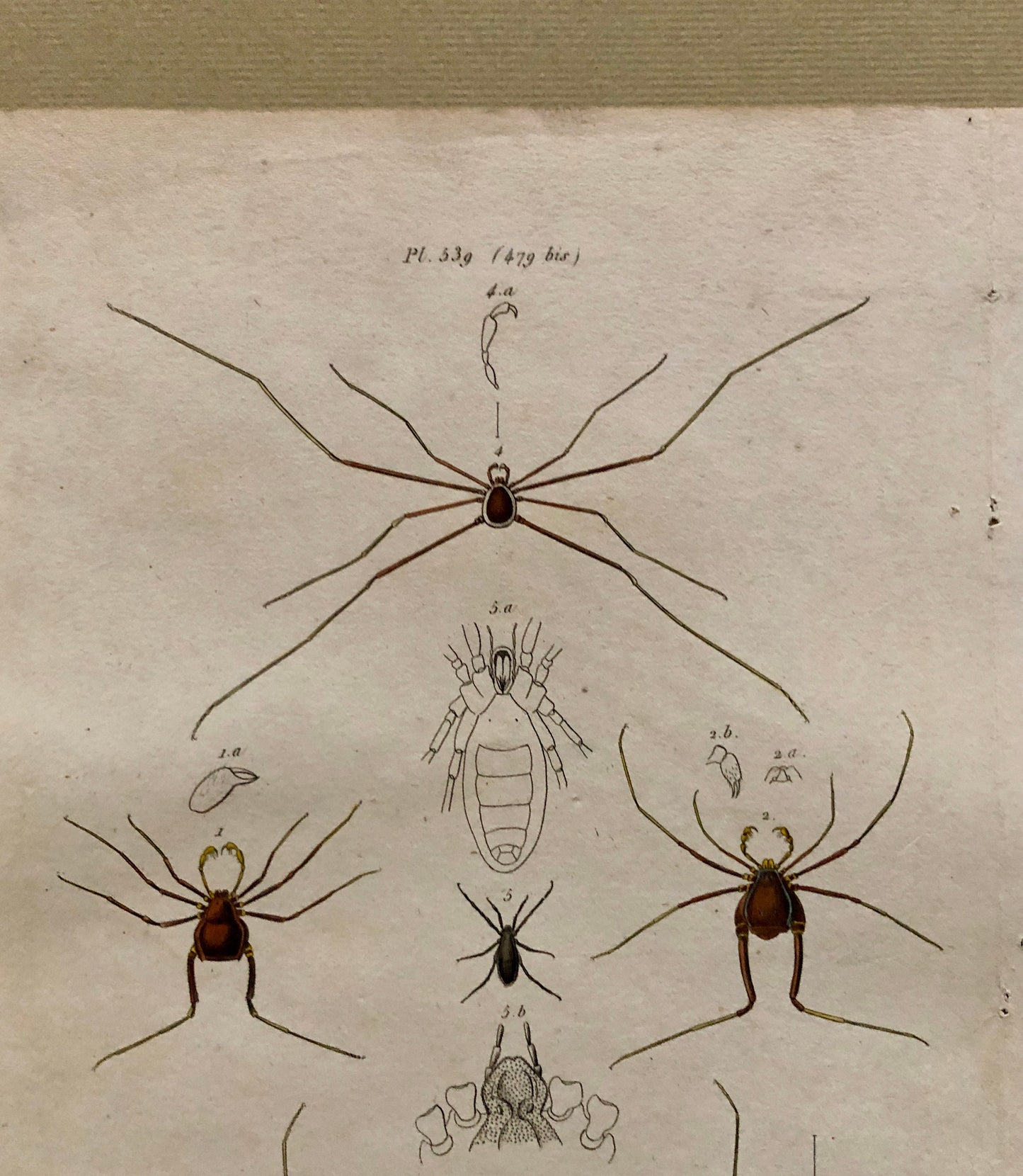 Three Antique Steel Engravings by E. Guérin. From a French Dictionary. Featuring Various Types of Spider and A Flea. Size: 29 x 18 cms.