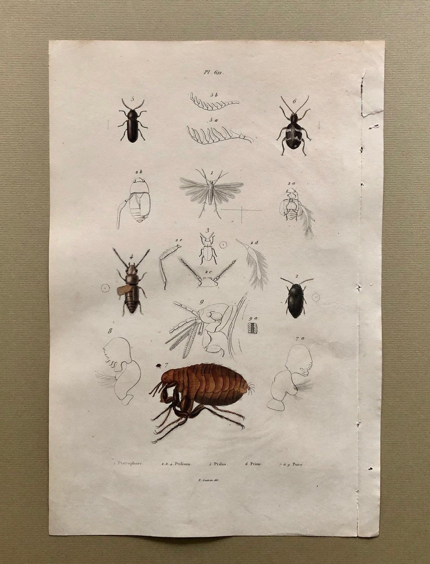 Three Antique Steel Engravings by E. Guérin. From a French Dictionary. Featuring Various Types of Spider and A Flea. Size: 29 x 18 cms.