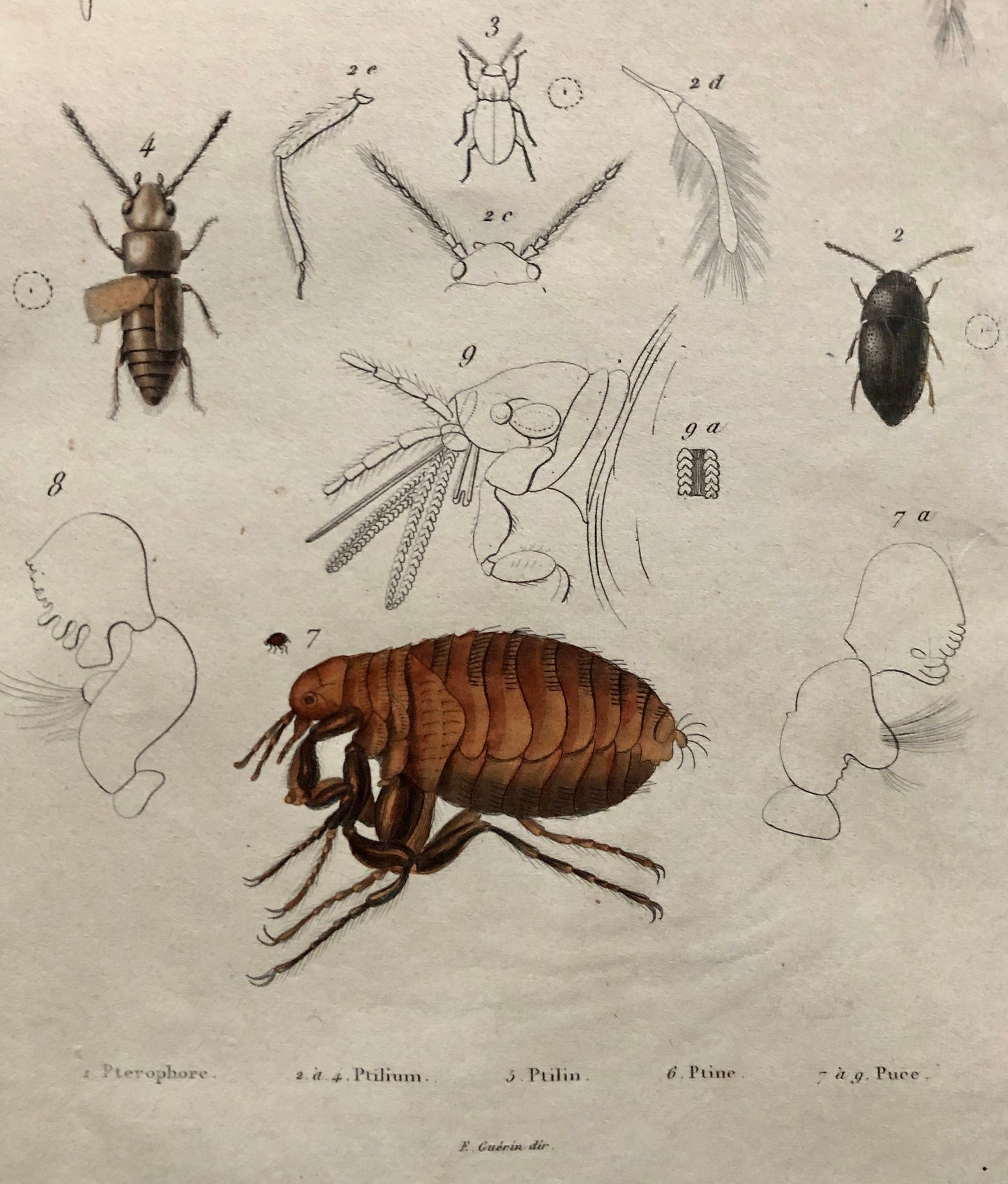 Three Antique Steel Engravings by E. Guérin. From a French Dictionary. Featuring Various Types of Spider and A Flea. Size: 29 x 18 cms.