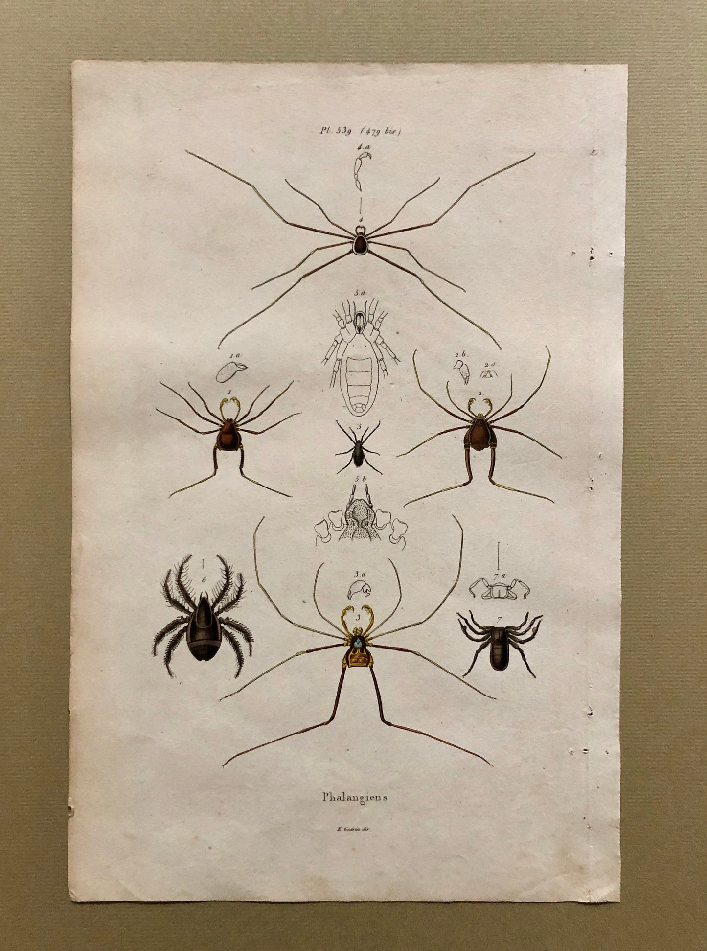 Three Antique Steel Engravings by E. Guérin. From a French Dictionary. Featuring Various Types of Spider and A Flea. Size: 29 x 18 cms.