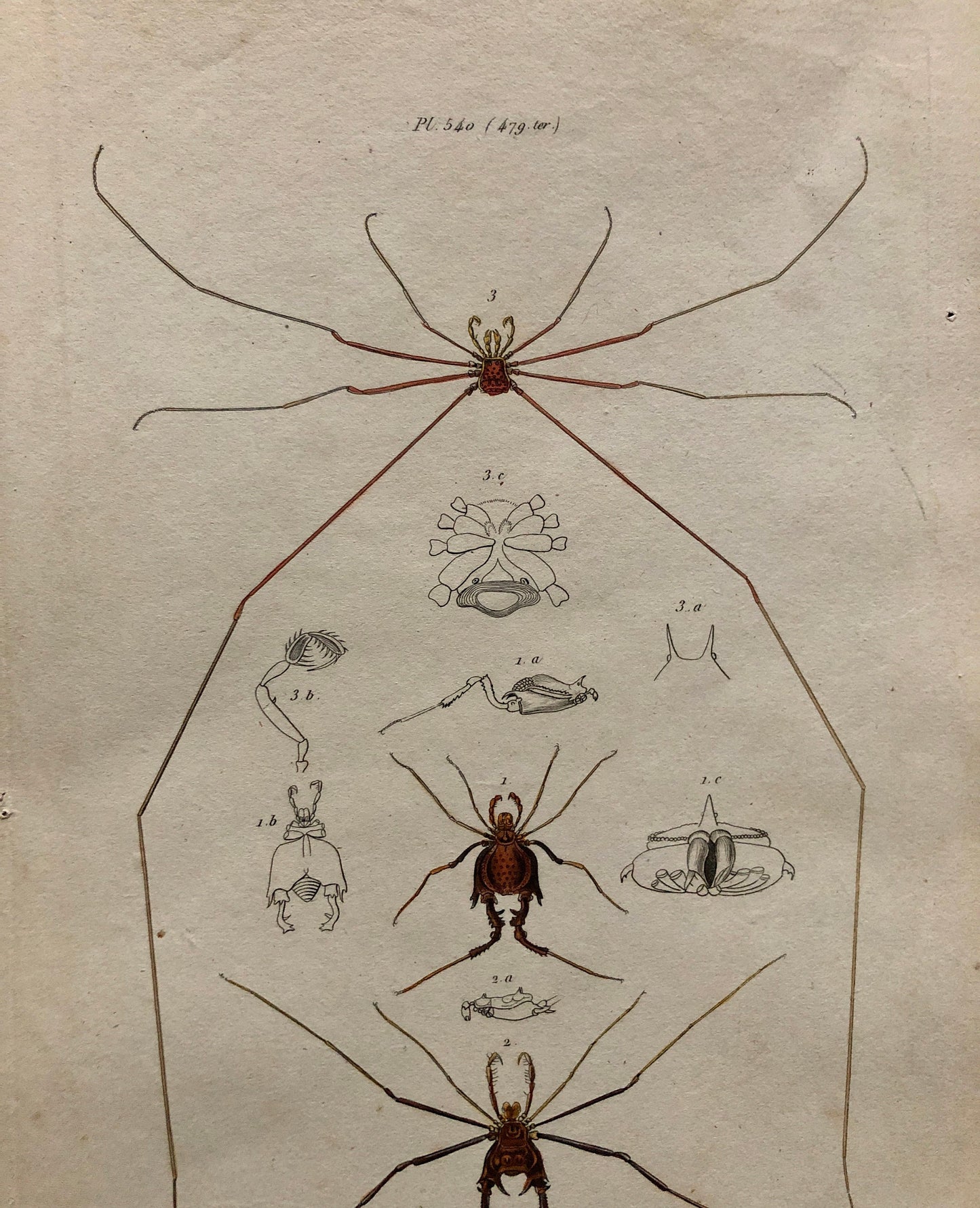 Three Antique Steel Engravings by E. Guérin. From a French Dictionary. Featuring Various Types of Spider and A Flea. Size: 29 x 18 cms.