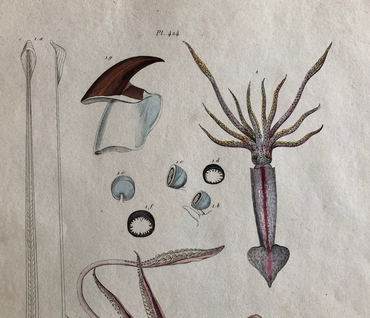 Three Antique Prints From a French Dictionary. A Squid, a Jellyfish, a Crab, Shells, Insects. Hand coloured Lithographs. Size: 29 x 18 cms.