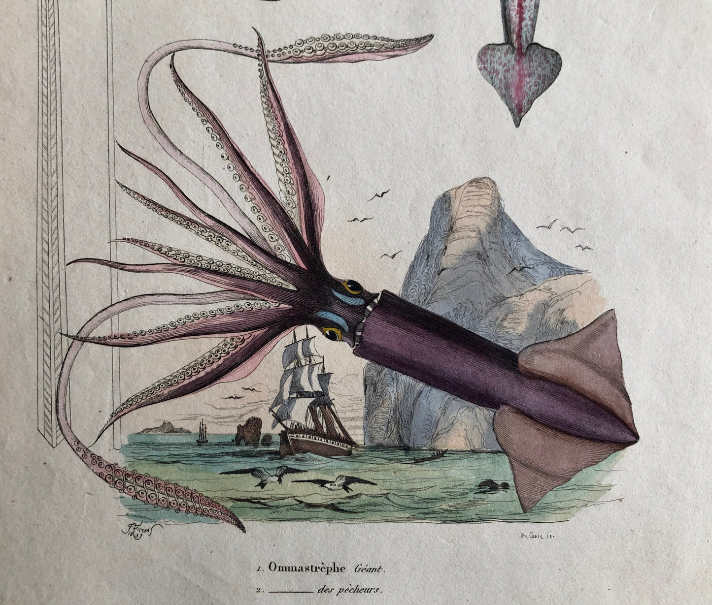 Three Antique Prints From a French Dictionary. A Squid, a Jellyfish, a Crab, Shells, Insects. Hand coloured Lithographs. Size: 29 x 18 cms.