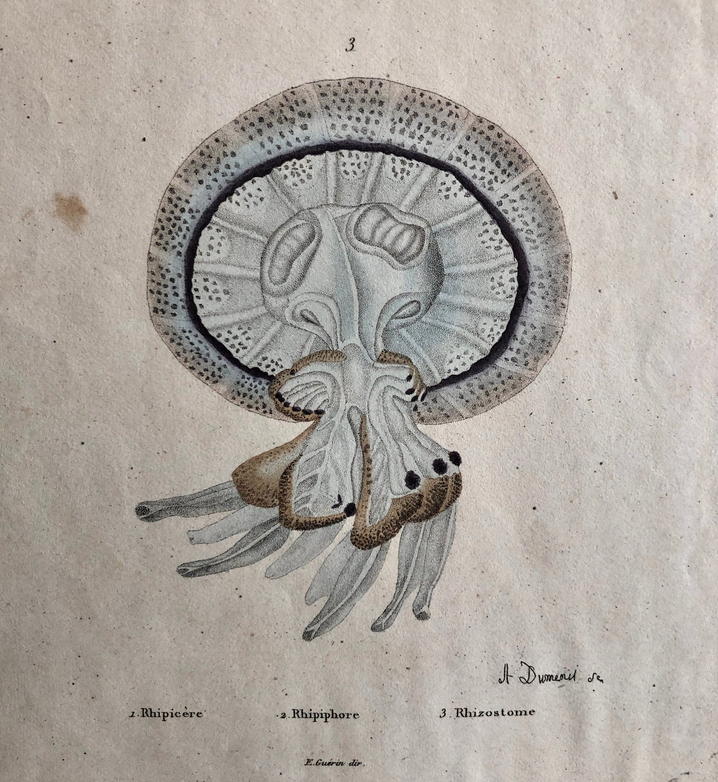 Three Antique Prints From a French Dictionary. A Squid, a Jellyfish, a Crab, Shells, Insects. Hand coloured Lithographs. Size: 29 x 18 cms.