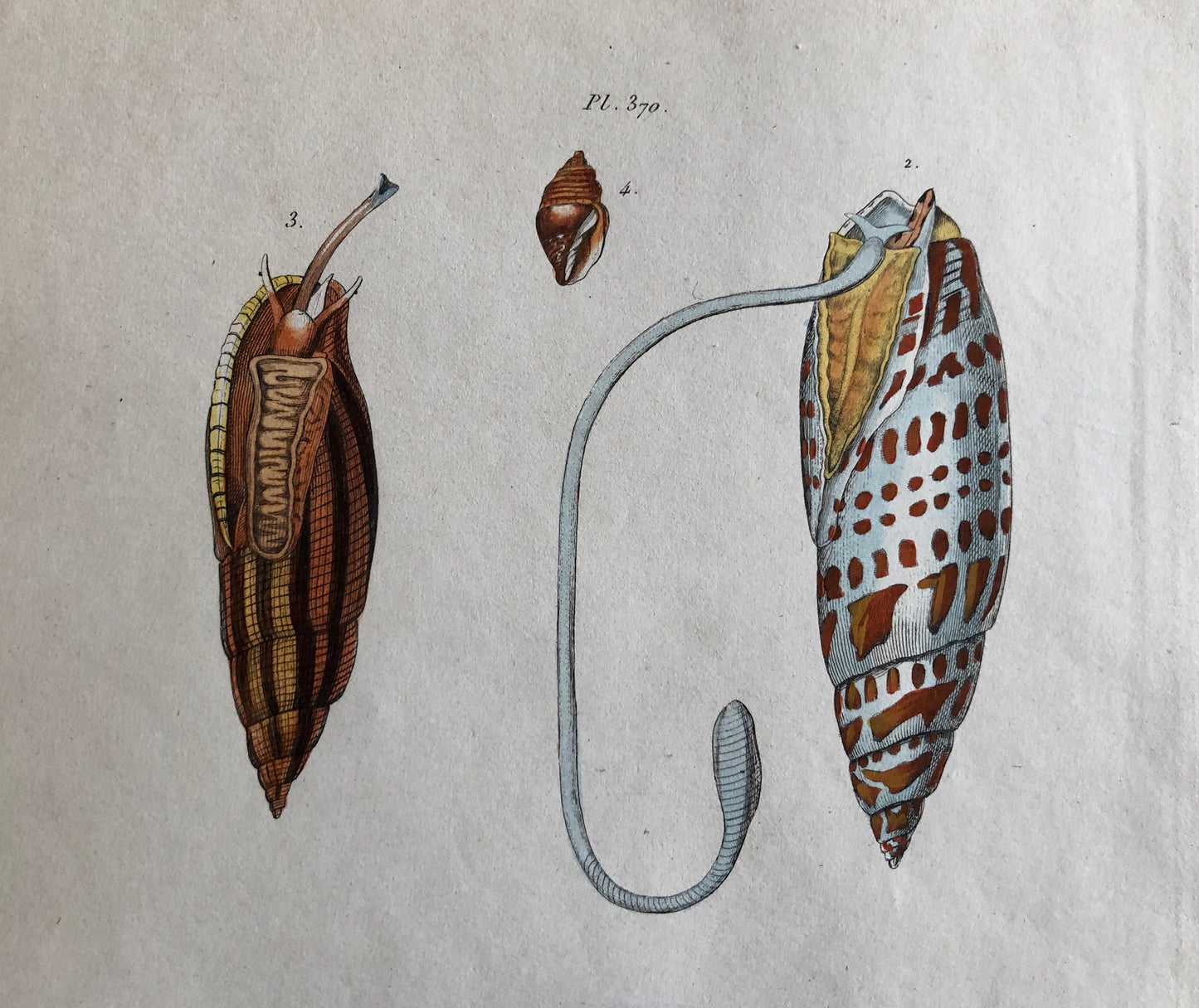 Three Antique Prints From a French Dictionary. A Squid, a Jellyfish, a Crab, Shells, Insects. Hand coloured Lithographs. Size: 29 x 18 cms.