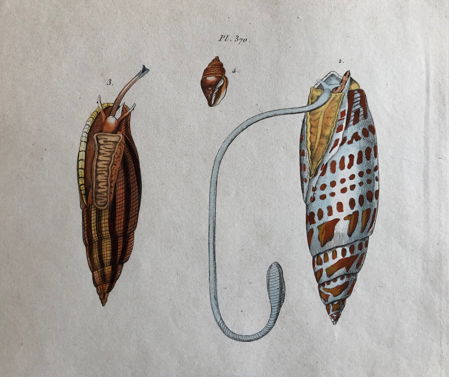 Three Antique Prints From a French Dictionary. A Squid, a Jellyfish, a Crab, Shells, Insects. Hand coloured Lithographs. Size: 29 x 18 cms.