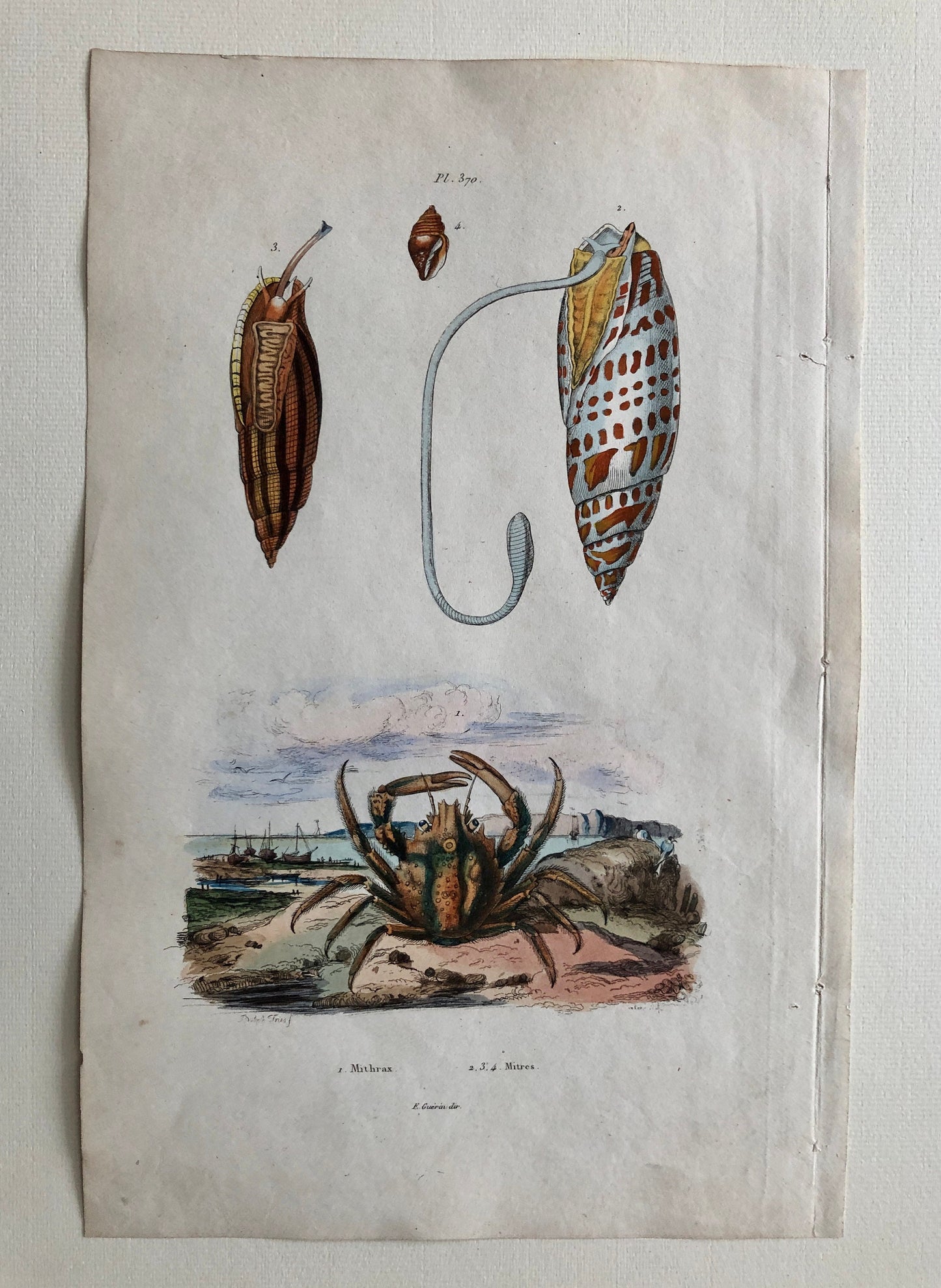 Three Antique Prints From a French Dictionary. A Squid, a Jellyfish, a Crab, Shells, Insects. Hand coloured Lithographs. Size: 29 x 18 cms.