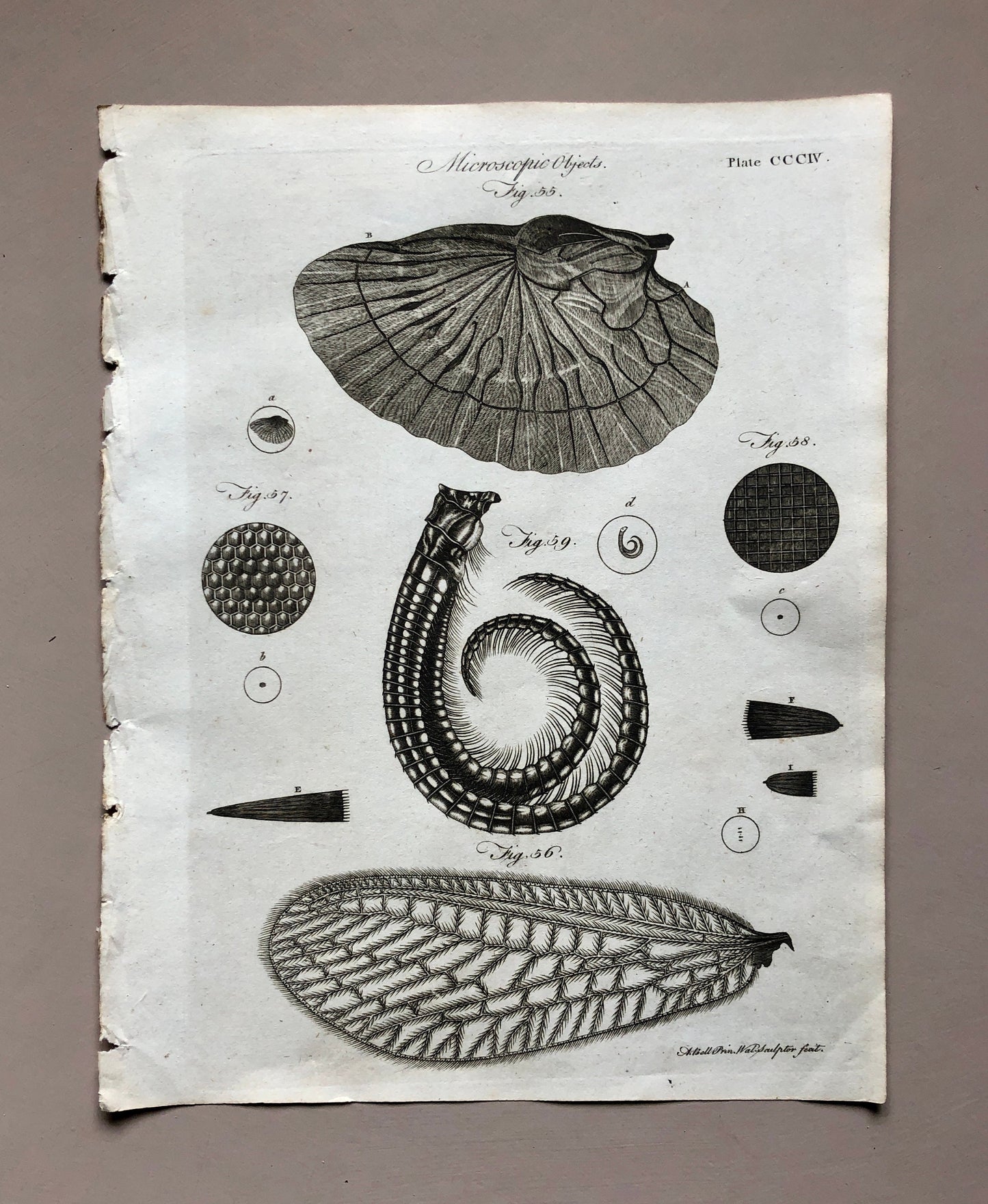 Microscopic Objects. 3 Original Engravings. From The Encyclopedia Britannica. Engraved by A. Bell. Dated 1797. Size: 26.5 x 20.5 cms