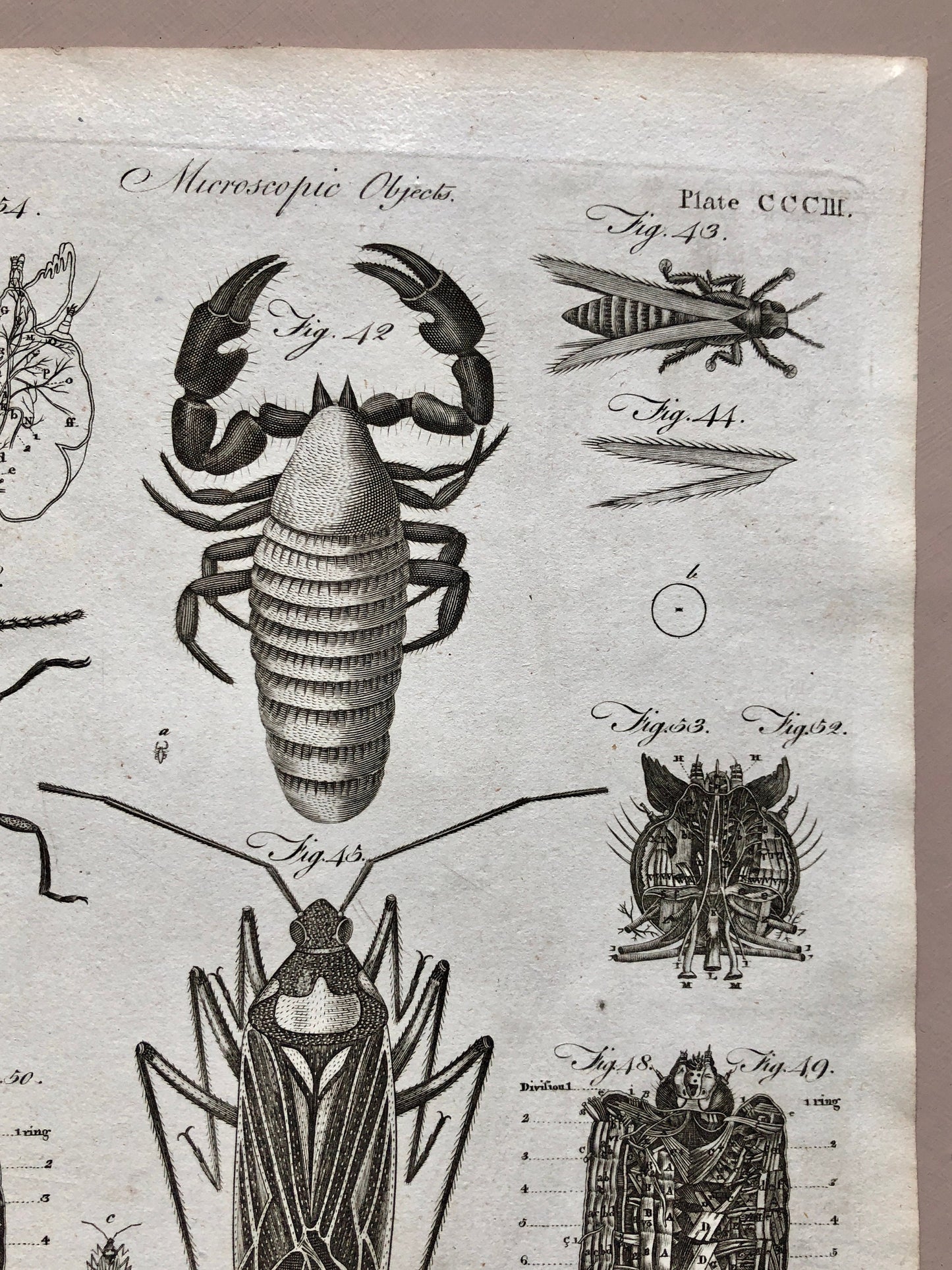 Microscopic Objects. 3 Original Engravings. From The Encyclopedia Britannica. Engraved by A. Bell. Dated 1797. Size: 26.5 x 20.5 cms