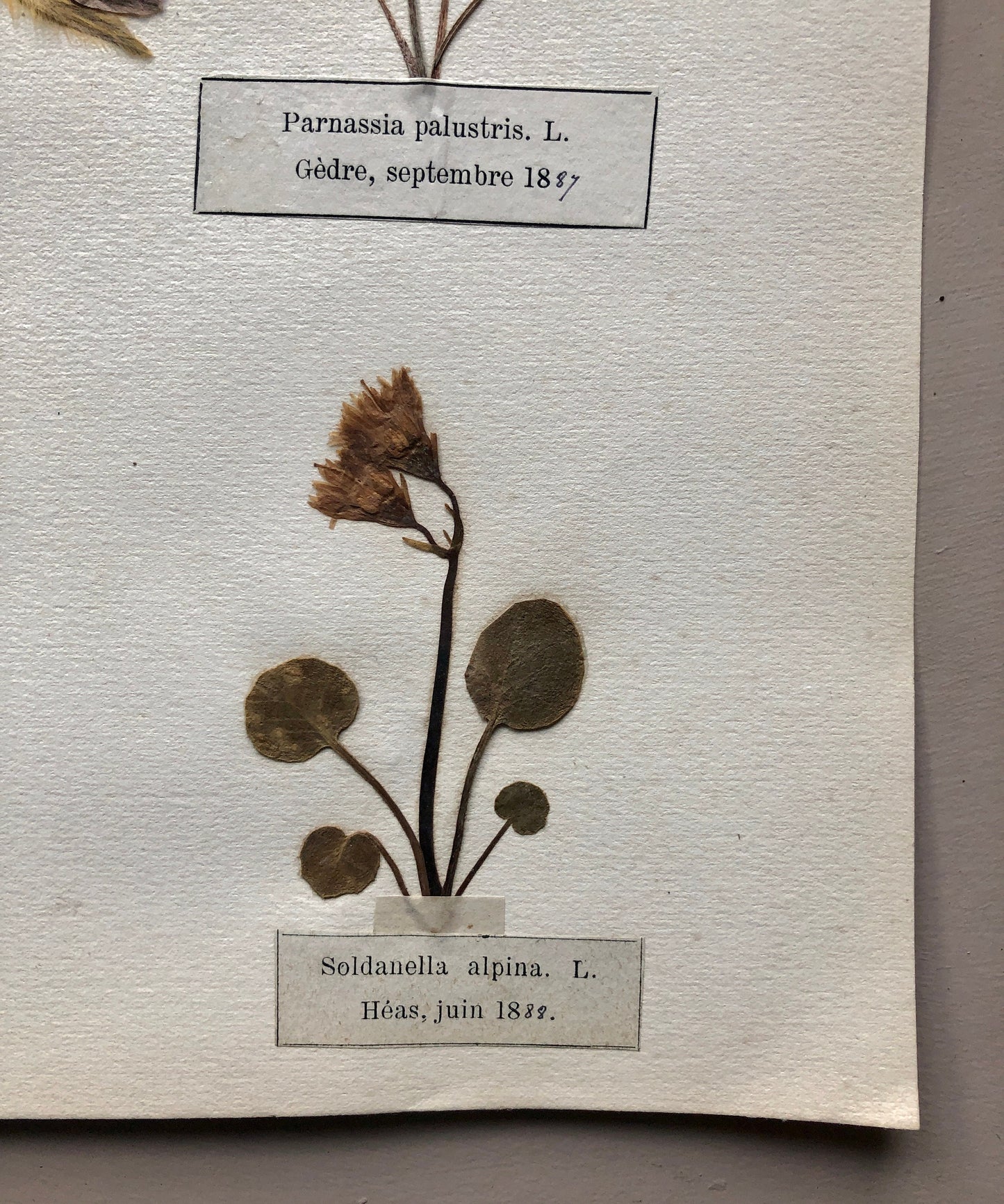 A Genuine French Herbiere. Of Excellent Quality. Winner of the Legion d’honneur/ . Dated 1887 and 1888. Size: 23.5 x 31 cms