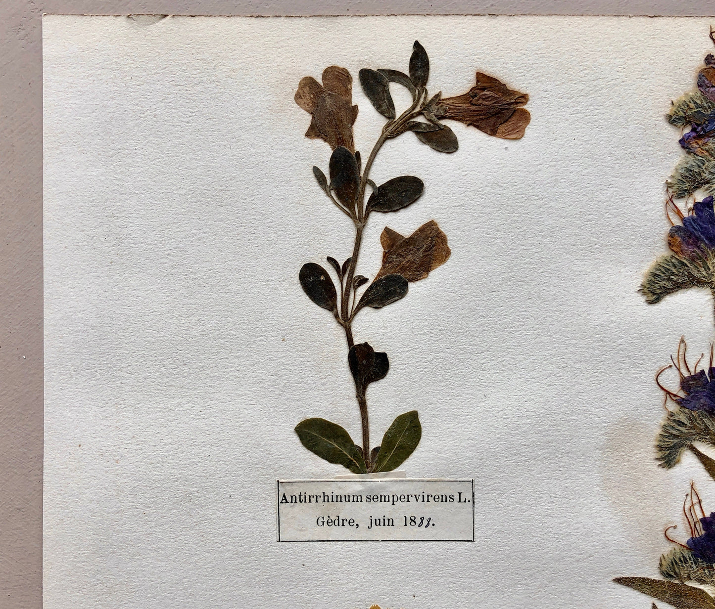 A Genuine French Herbiere. Of Excellent Quality. Winner of the Legion d’honneur. Dated 1887 and 1888. Size: 23.5 x 31 cms.