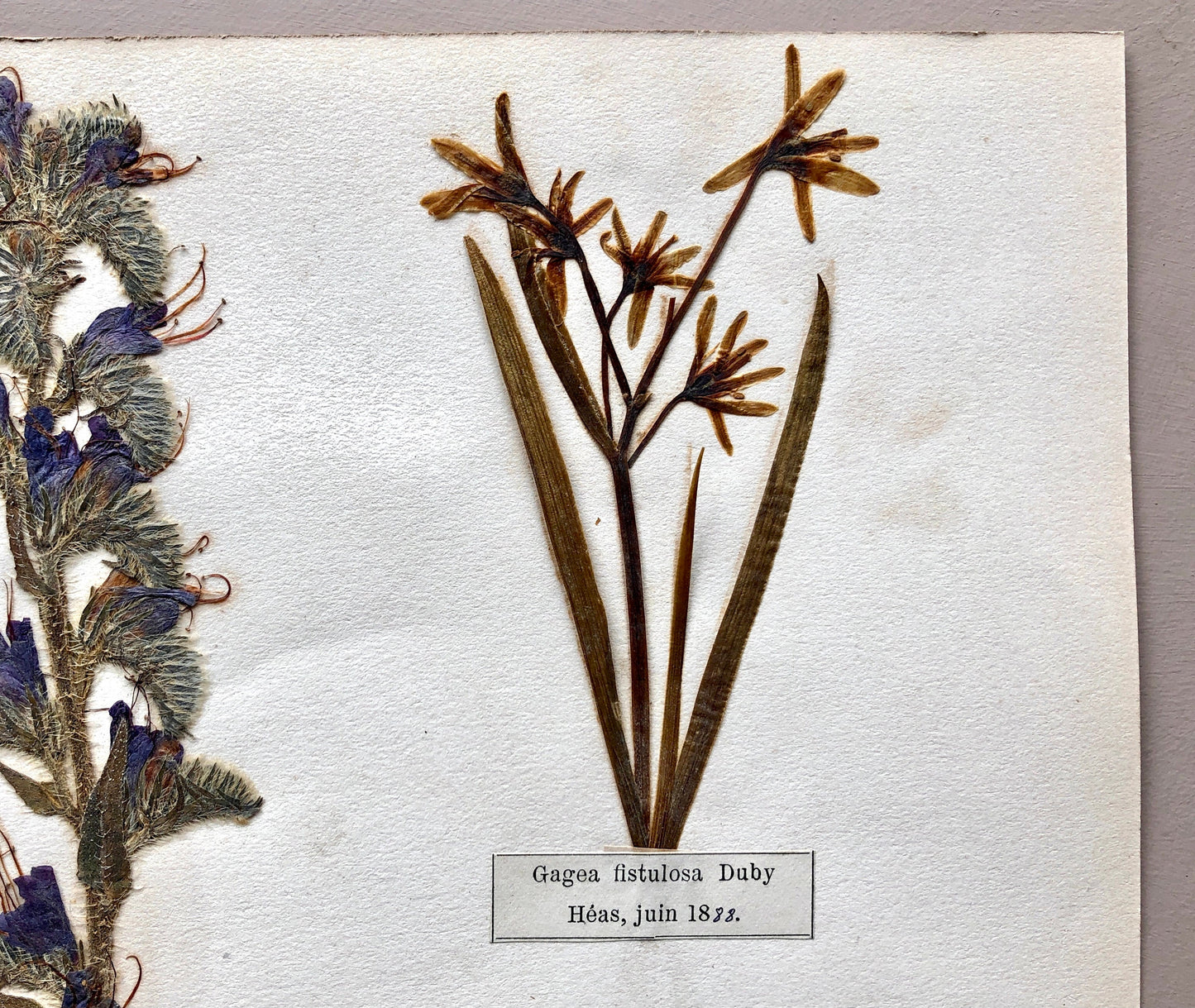 A Genuine French Herbiere. Of Excellent Quality. Winner of the Legion d’honneur. Dated 1887 and 1888. Size: 23.5 x 31 cms.