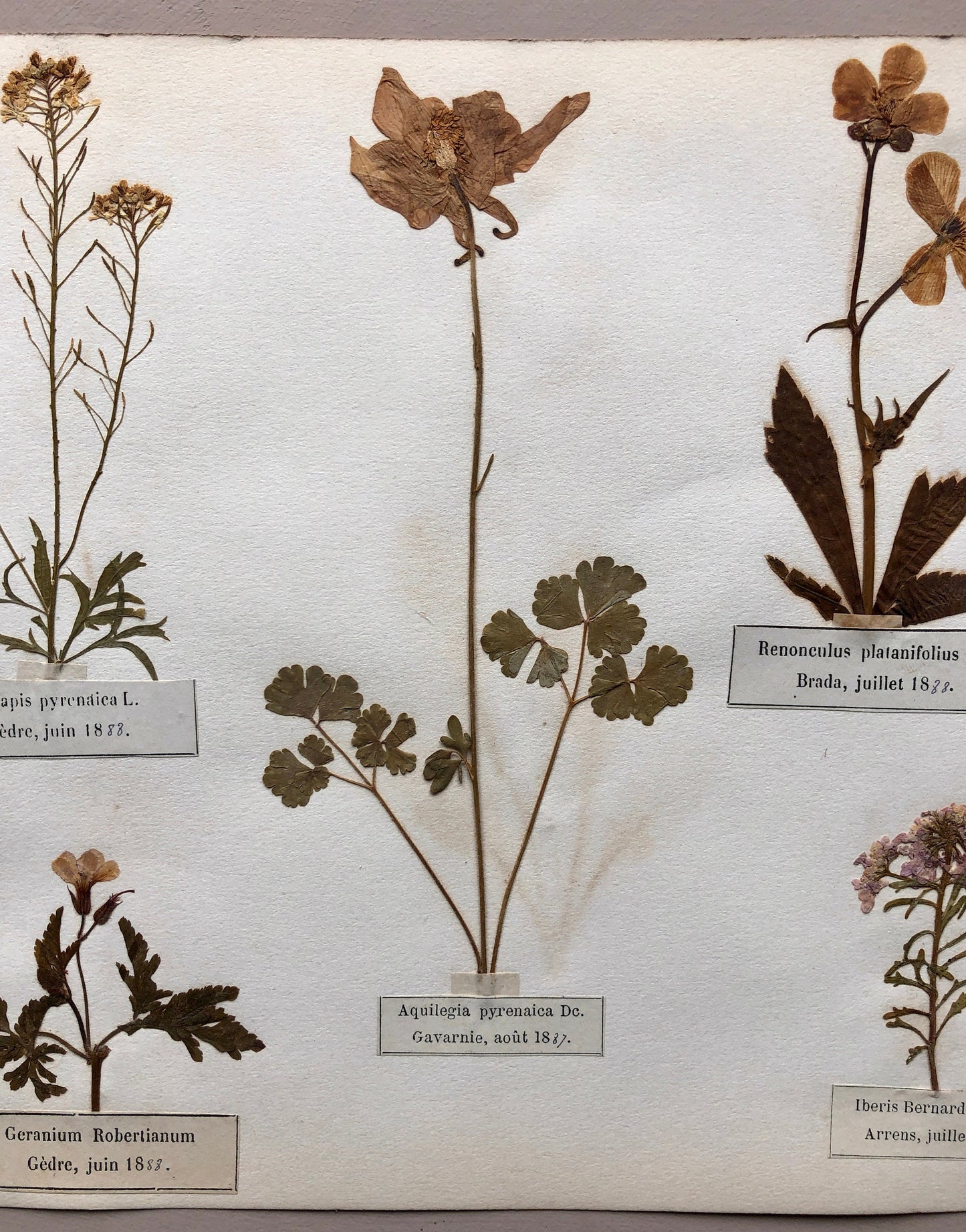 A Genuine French Herbiere of Excellent Quality. Winner of the Legion d’honneur. Dated 1886, 1887 and 1888. Size: 23.5 x 31 cms.
