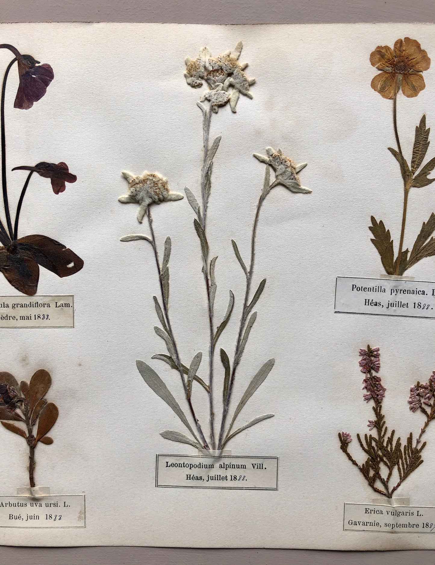 A Genuine French Herbiere of Excellent Quality. Winner of the Legion d’honneur. Dated 1887 and 1888. Size: 23.5 x 31 cms.
