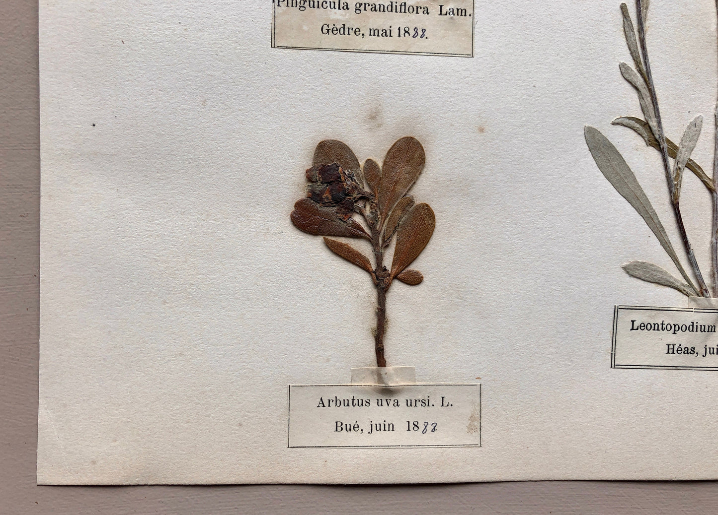A Genuine French Herbiere of Excellent Quality. Winner of the Legion d’honneur. Dated 1887 and 1888. Size: 23.5 x 31 cms.