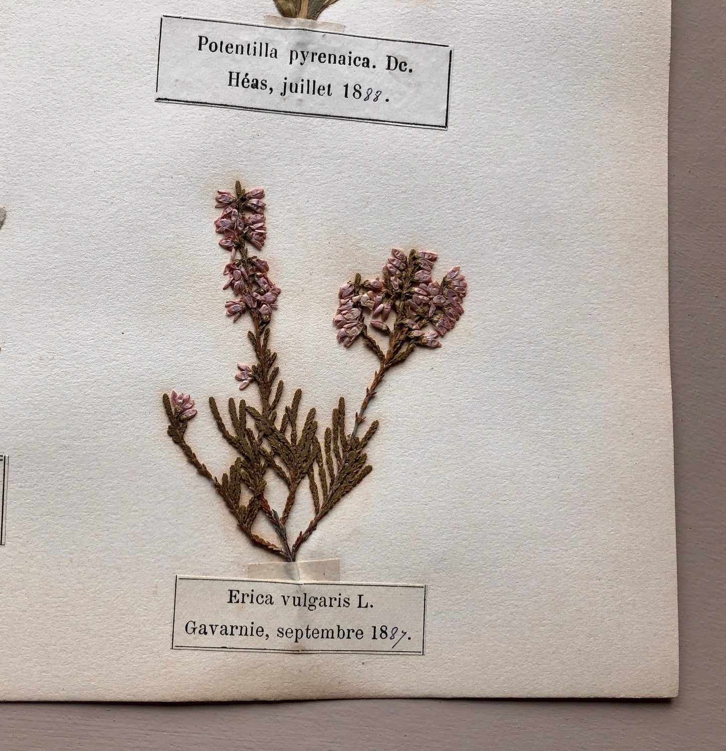 A Genuine French Herbiere of Excellent Quality. Winner of the Legion d’honneur. Dated 1887 and 1888. Size: 23.5 x 31 cms.