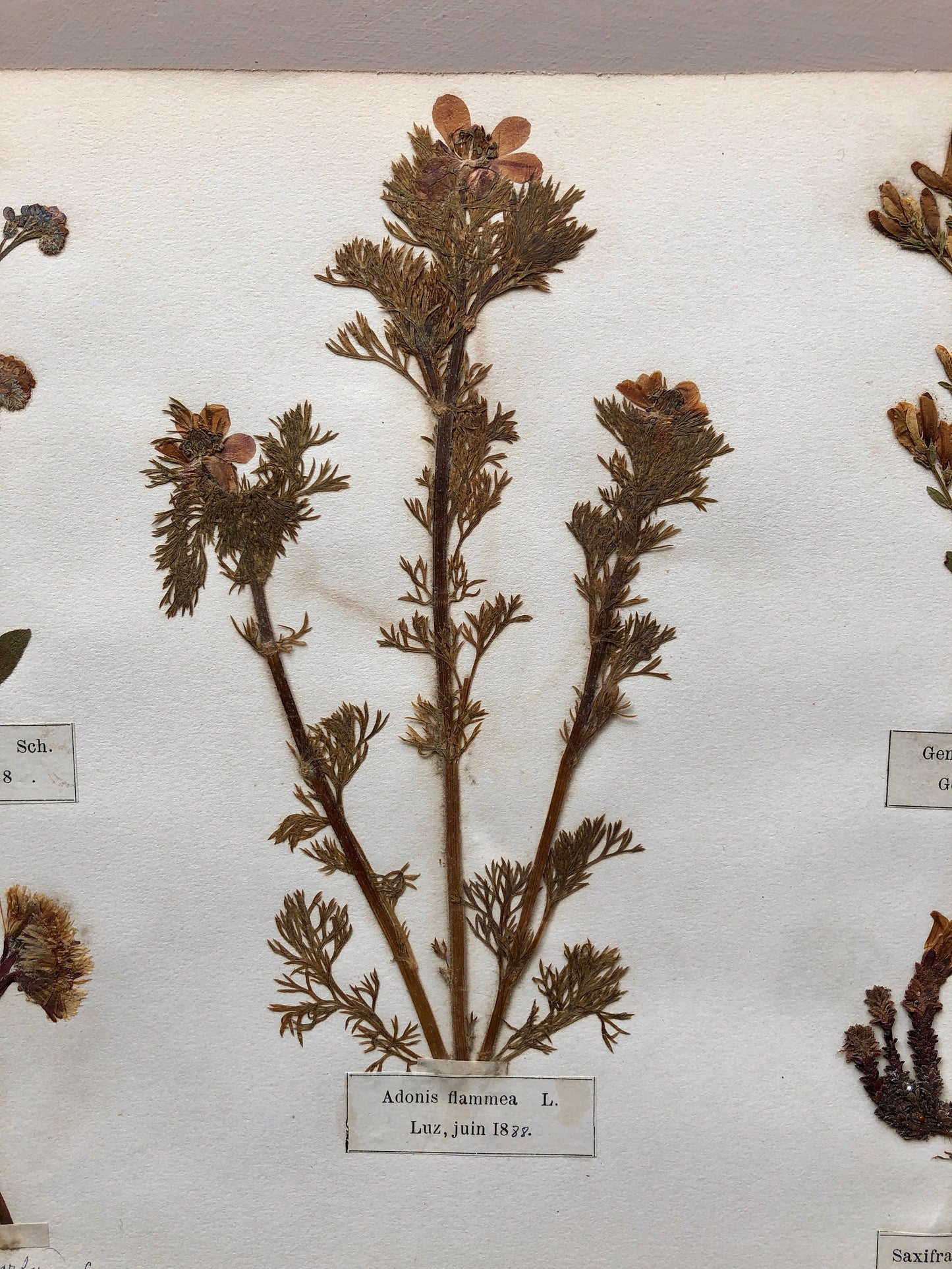 A Genuine French Herbiere. Of Excellent Quality. Winner of the Legion d’honneur. Dated 1888. Size: 23.5 x 31 cms.