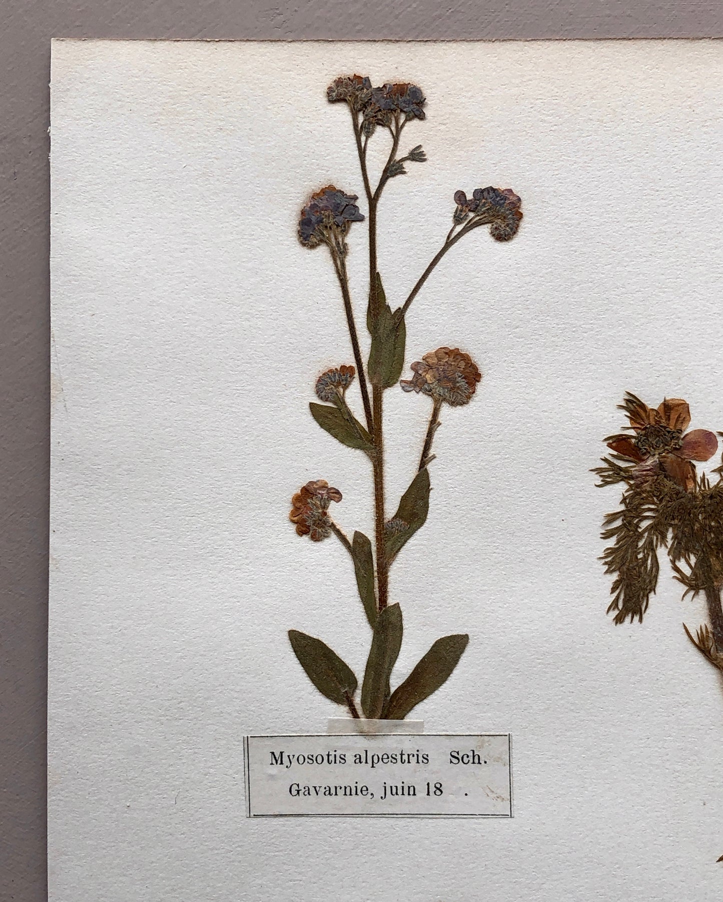 A Genuine French Herbiere. Of Excellent Quality. Winner of the Legion d’honneur. Dated 1888. Size: 23.5 x 31 cms.