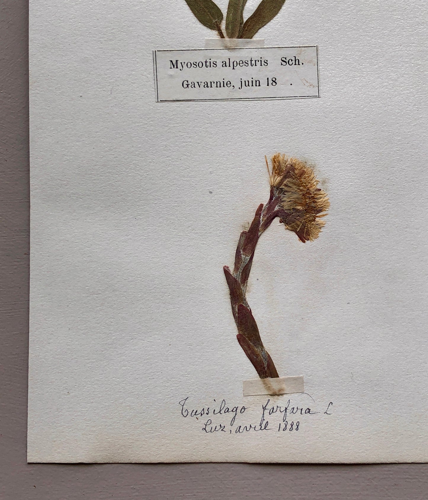 A Genuine French Herbiere. Of Excellent Quality. Winner of the Legion d’honneur. Dated 1888. Size: 23.5 x 31 cms.