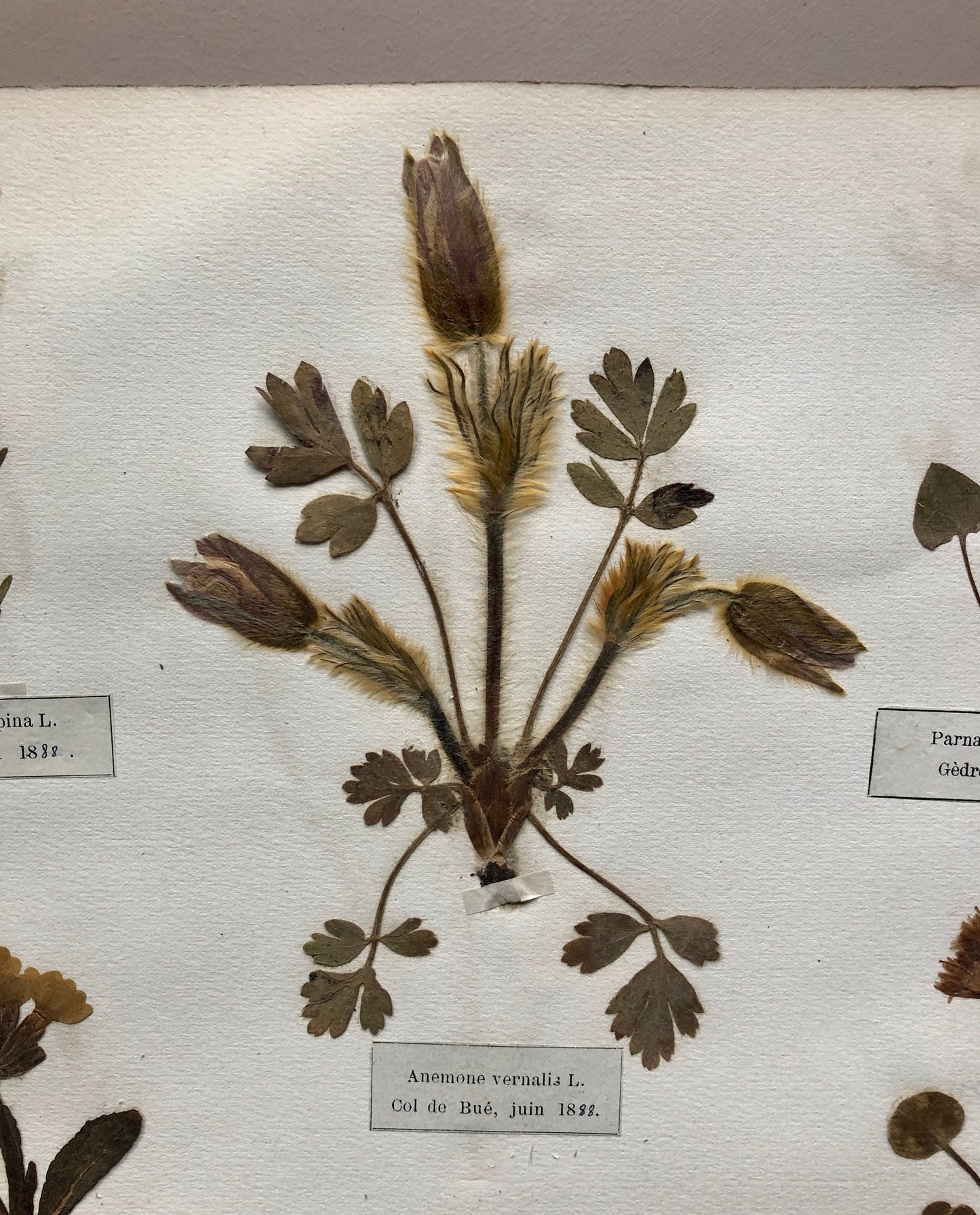 A Genuine French Herbiere. Of Excellent Quality. Winner of the Legion d’honneur/ . Dated 1887 and 1888. Size: 23.5 x 31 cms