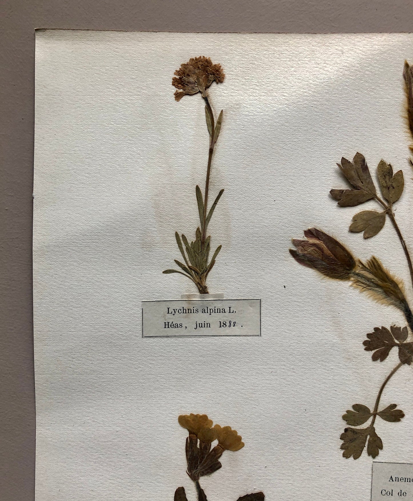 A Genuine French Herbiere. Of Excellent Quality. Winner of the Legion d’honneur/ . Dated 1887 and 1888. Size: 23.5 x 31 cms