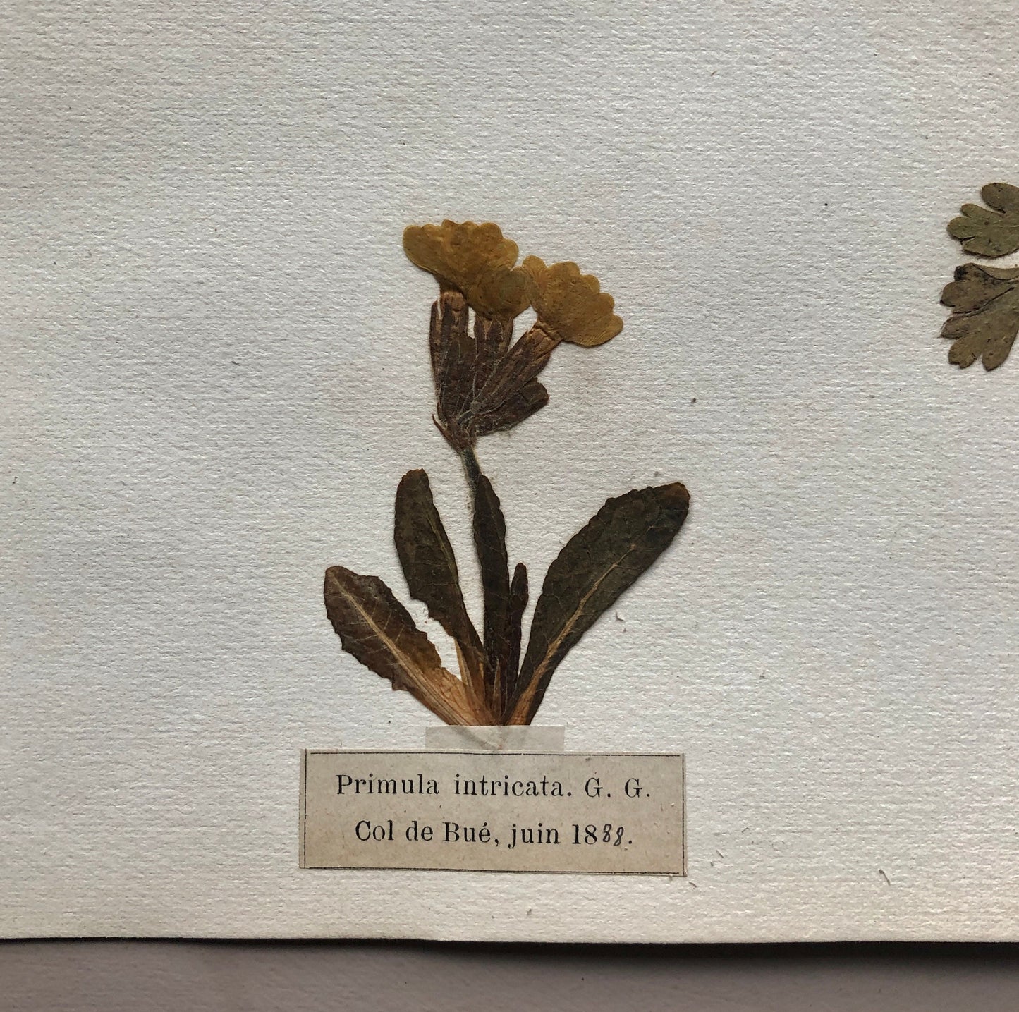 A Genuine French Herbiere. Of Excellent Quality. Winner of the Legion d’honneur/ . Dated 1887 and 1888. Size: 23.5 x 31 cms