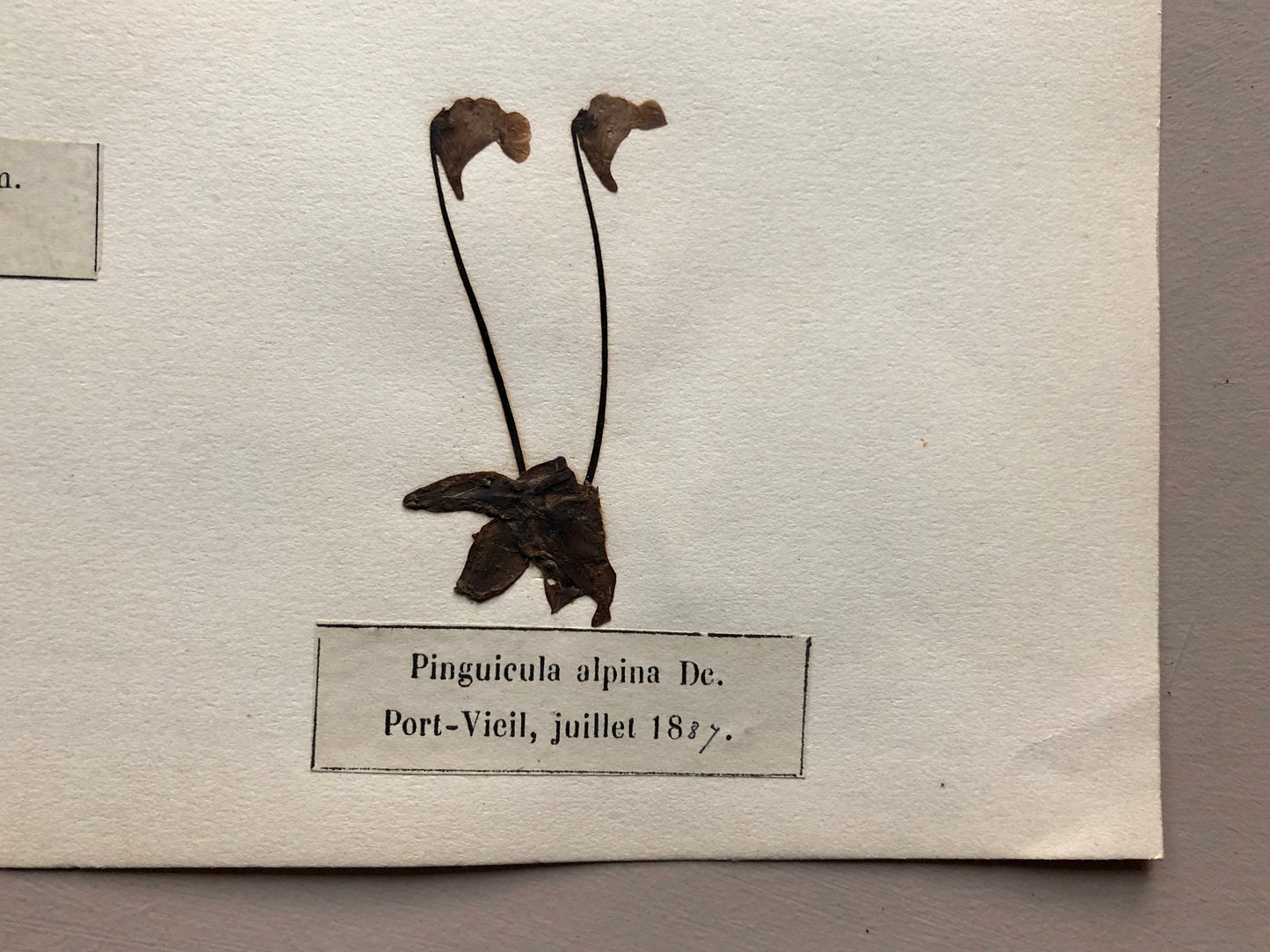 A Genuine French Herbiere. Of Excellent Quality. Winner of the Legion d’honneur. Dated 1887 and 1888. Size: 23.5 x 31 cms.