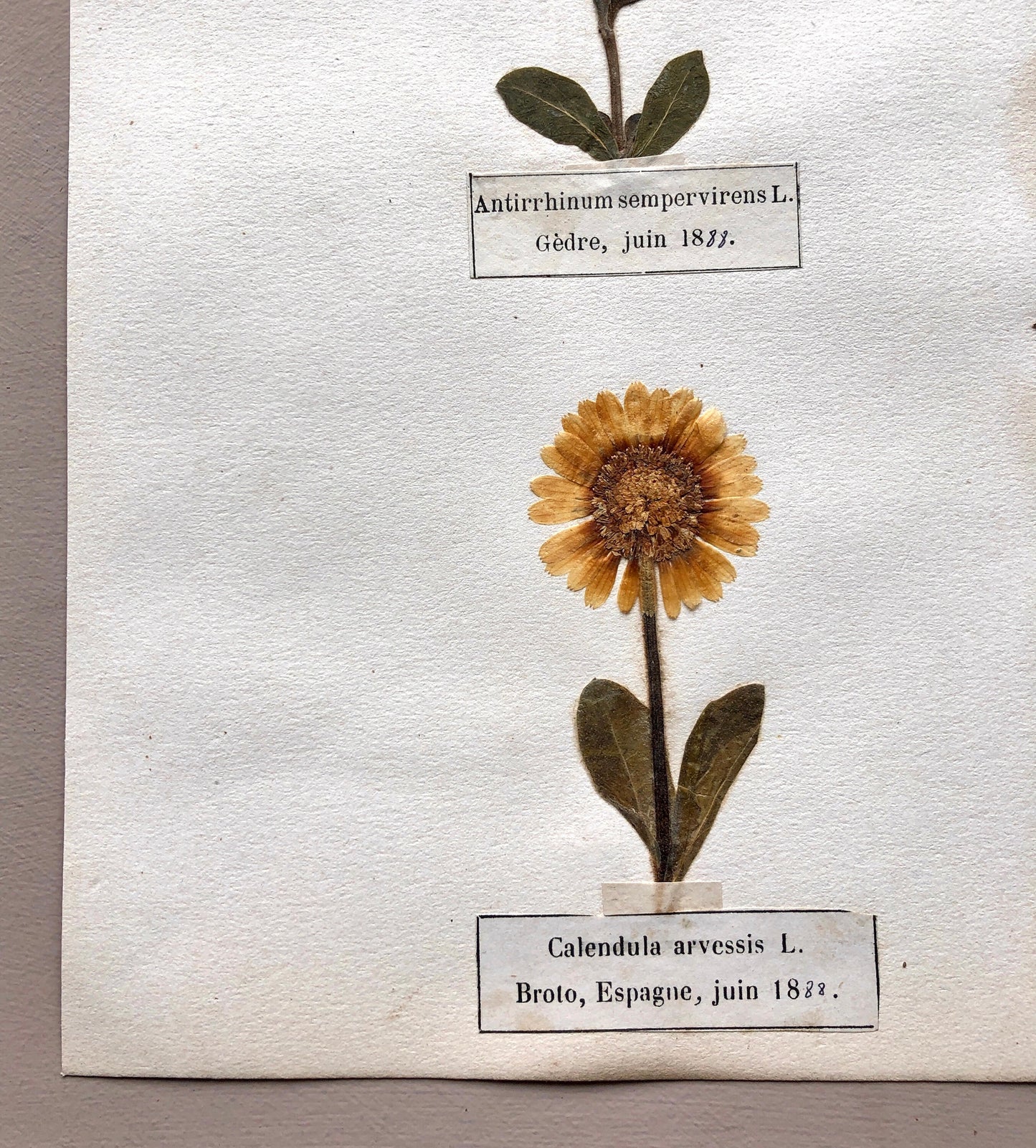 A Genuine French Herbiere. Of Excellent Quality. Winner of the Legion d’honneur. Dated 1887 and 1888. Size: 23.5 x 31 cms.