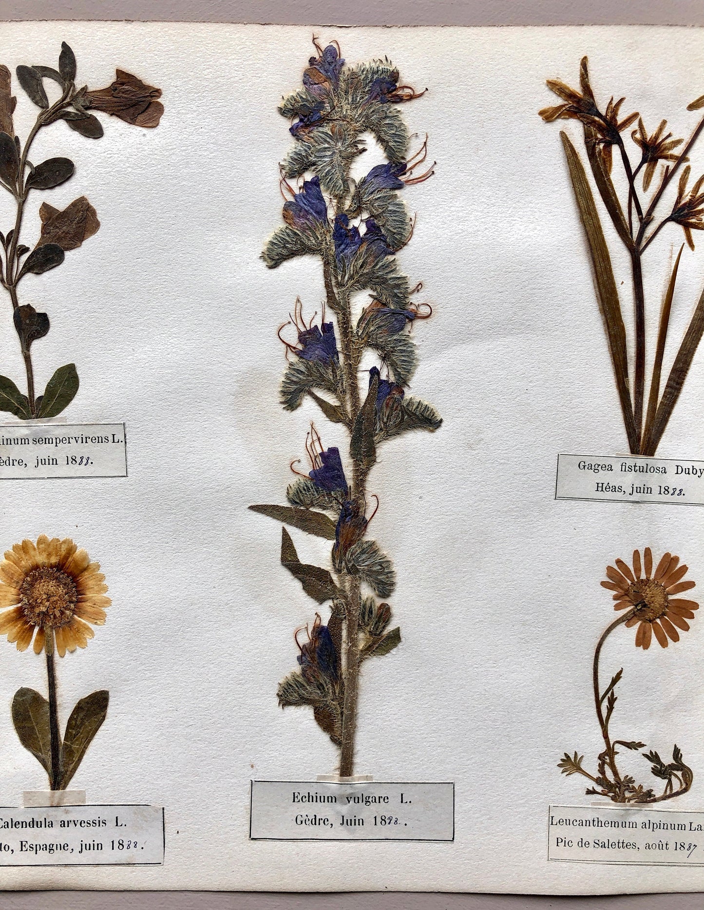 A Genuine French Herbiere. Of Excellent Quality. Winner of the Legion d’honneur. Dated 1887 and 1888. Size: 23.5 x 31 cms.