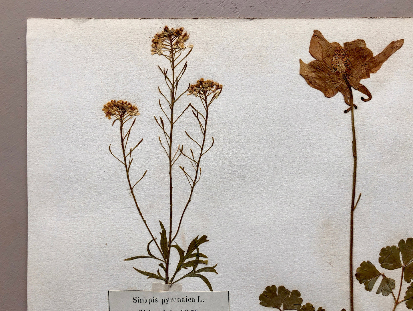 A Genuine French Herbiere of Excellent Quality. Winner of the Legion d’honneur. Dated 1886, 1887 and 1888. Size: 23.5 x 31 cms.