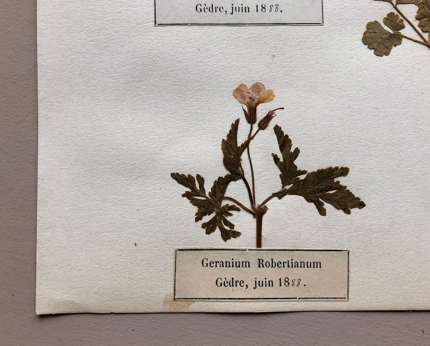 A Genuine French Herbiere of Excellent Quality. Winner of the Legion d’honneur. Dated 1886, 1887 and 1888. Size: 23.5 x 31 cms.
