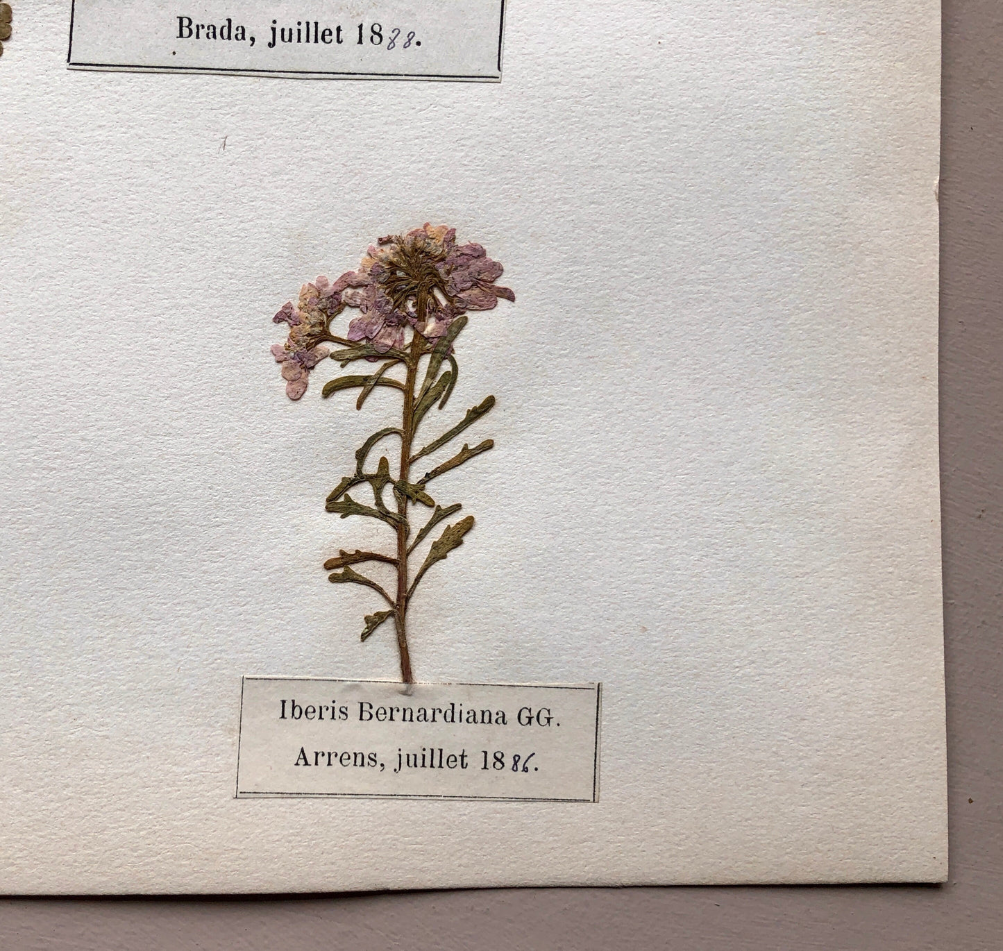 A Genuine French Herbiere of Excellent Quality. Winner of the Legion d’honneur. Dated 1886, 1887 and 1888. Size: 23.5 x 31 cms.