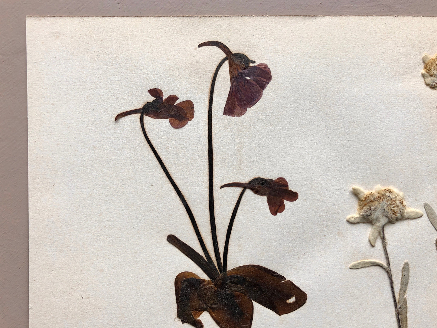 A Genuine French Herbiere of Excellent Quality. Winner of the Legion d’honneur. Dated 1887 and 1888. Size: 23.5 x 31 cms.
