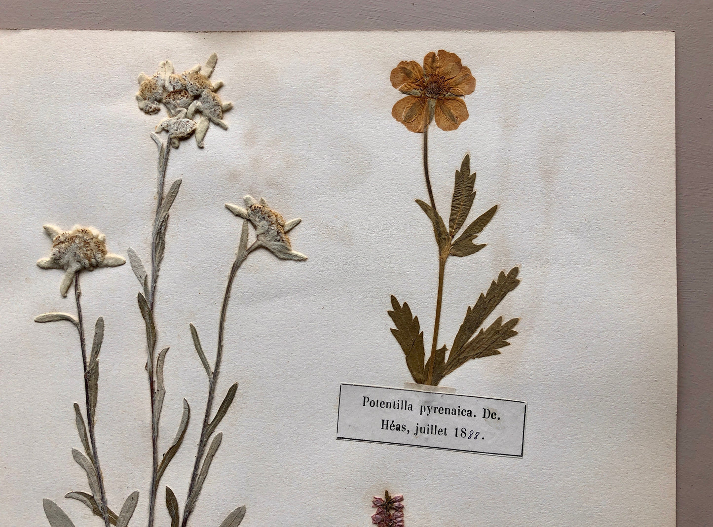 A Genuine French Herbiere of Excellent Quality. Winner of the Legion d’honneur. Dated 1887 and 1888. Size: 23.5 x 31 cms.