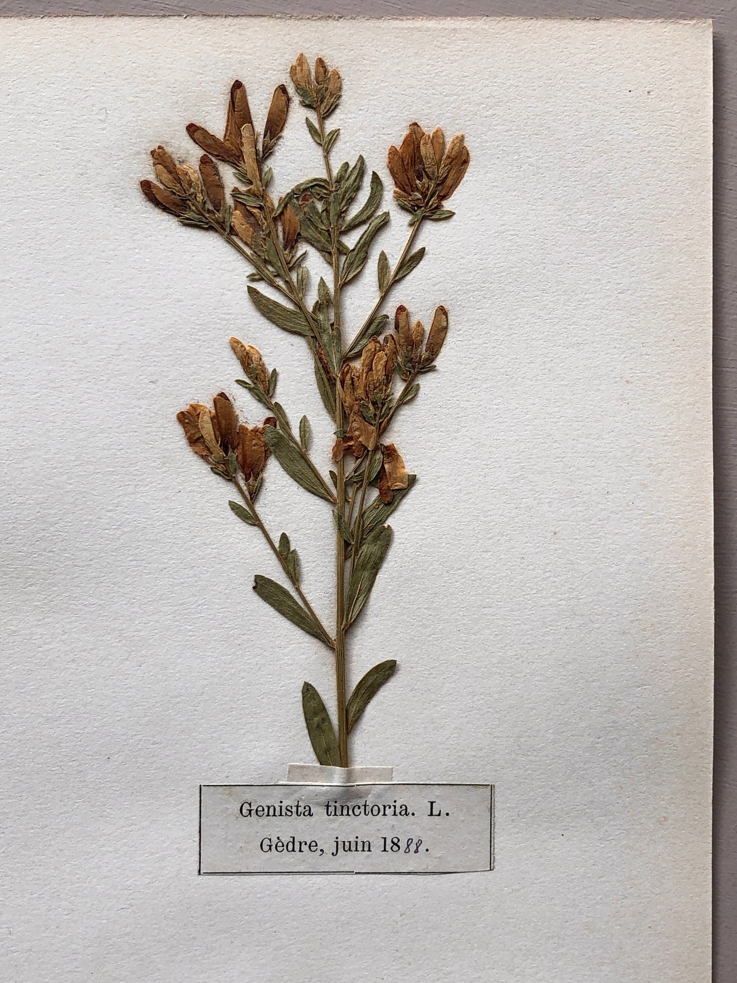 A Genuine French Herbiere. Of Excellent Quality. Winner of the Legion d’honneur. Dated 1888. Size: 23.5 x 31 cms.