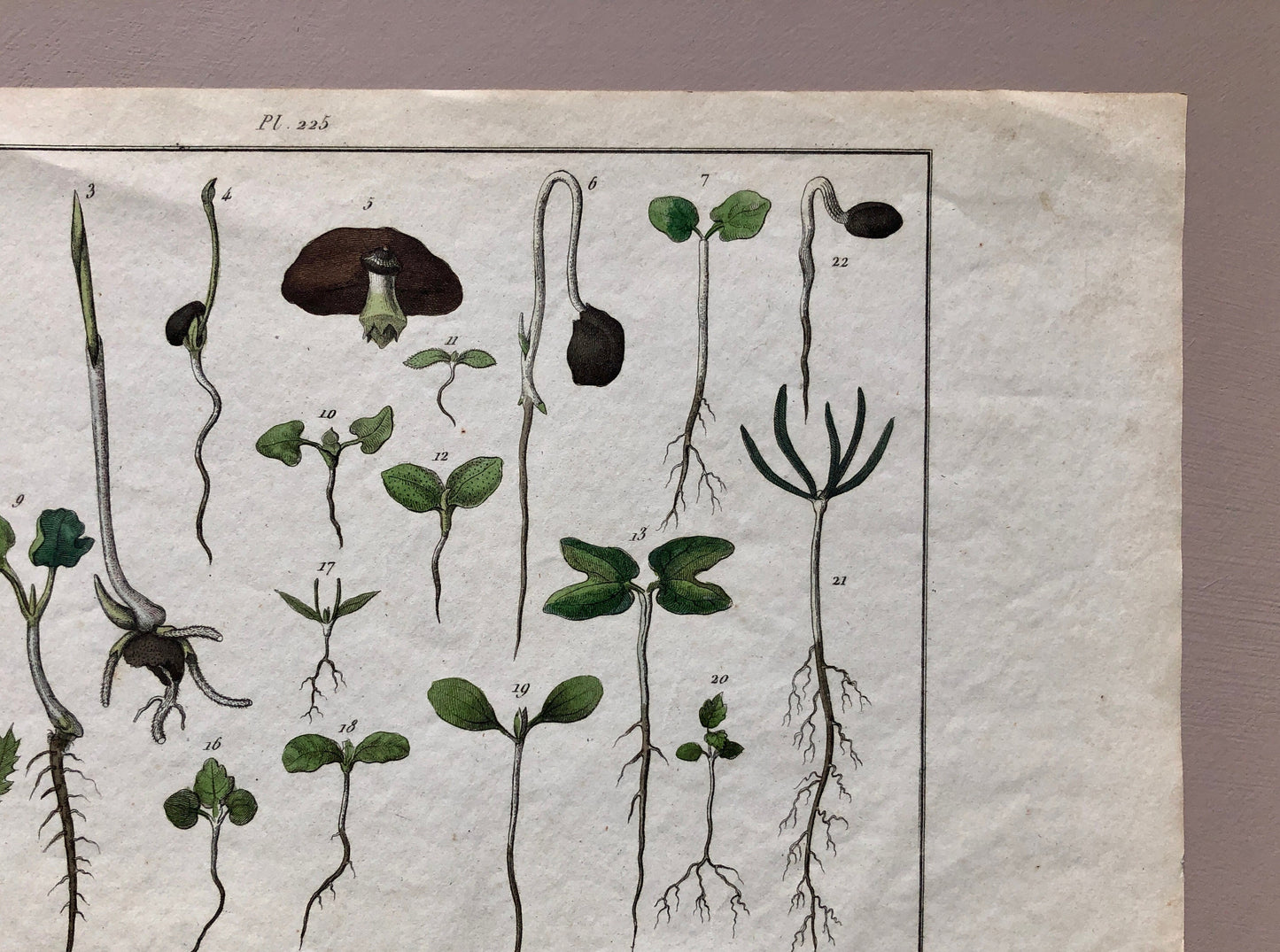 An Antique Print,From a French Dictionary Featuring Germinating Plants. Size: 28. X 18 cms.