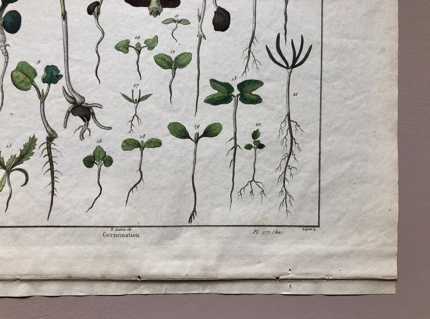 An Antique Print,From a French Dictionary Featuring Germinating Plants. Size: 28. X 18 cms.