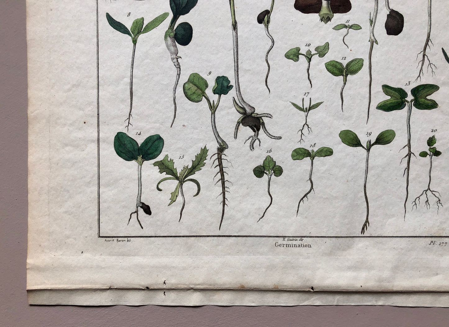 An Antique Print,From a French Dictionary Featuring Germinating Plants. Size: 28. X 18 cms.