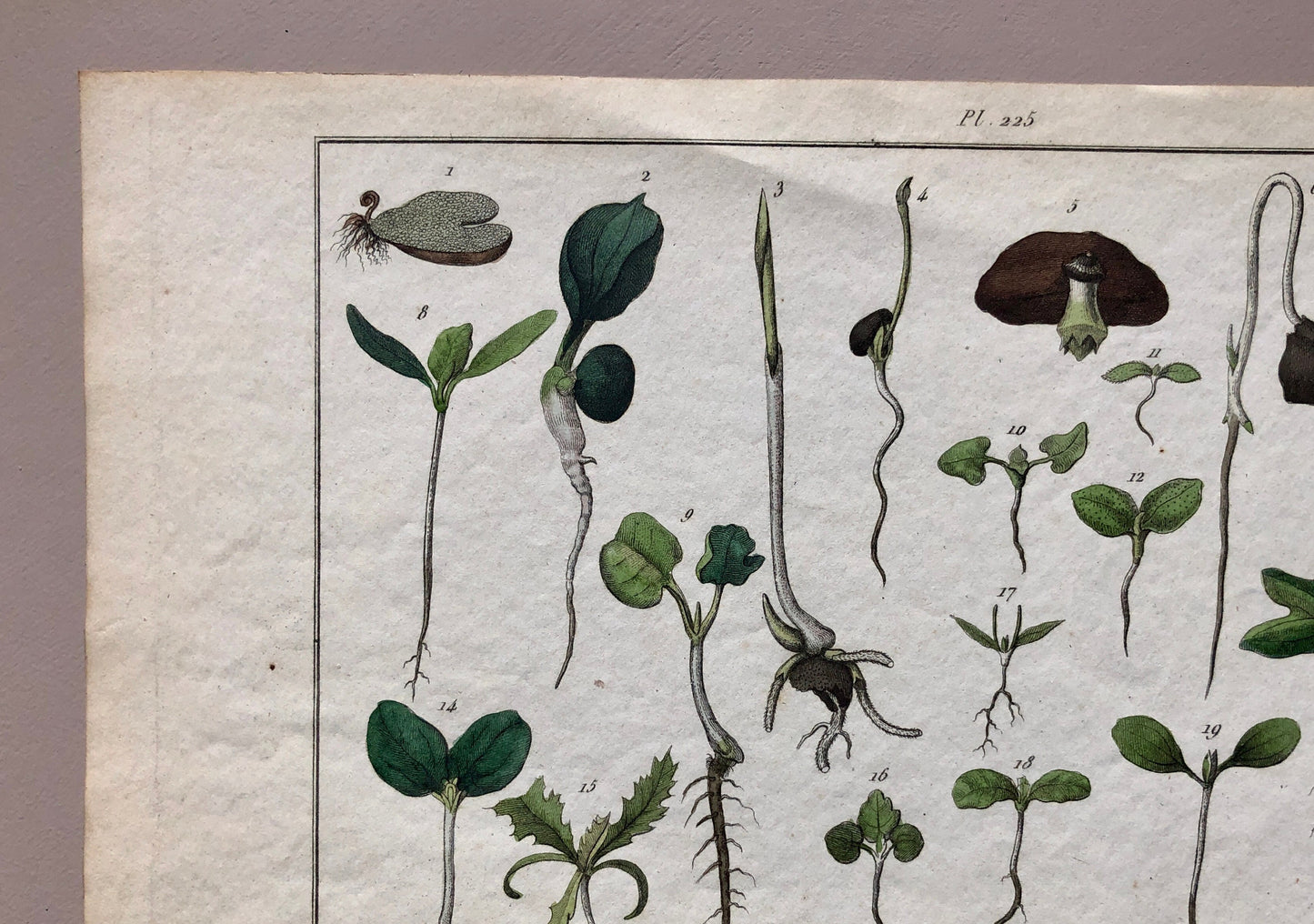 An Antique Print,From a French Dictionary Featuring Germinating Plants. Size: 28. X 18 cms.
