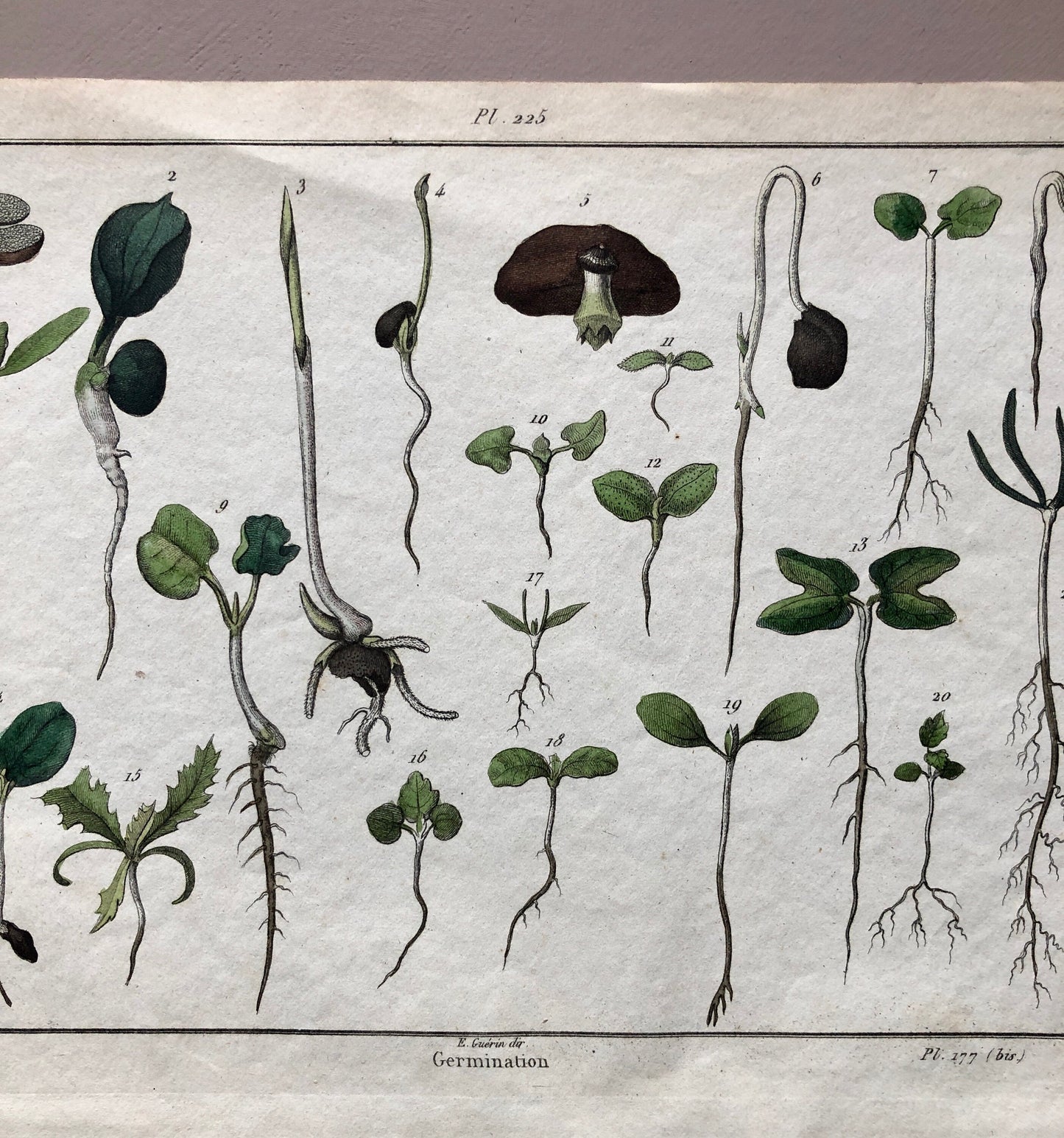 An Antique Print,From a French Dictionary Featuring Germinating Plants. Size: 28. X 18 cms.