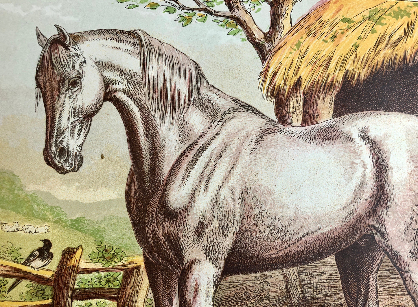 The Draught Horse. A large chromolithograph print from Les Animaux Domestiques by Mme Pape-Carpantier. Dated 1872. Size: 24.5 x 21.5 cms.