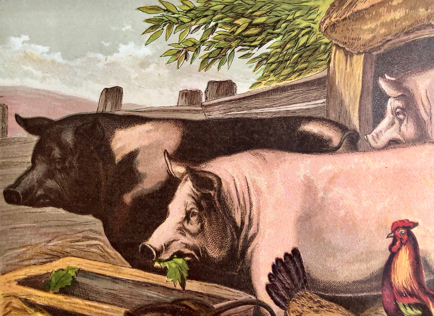 The Pig (Le Porc). A Large chromolithograph print from Les Animaux Domestiques by Mme Pape-Carpantier. Dated 1872. Size: 24.5 x 21.5 cms.