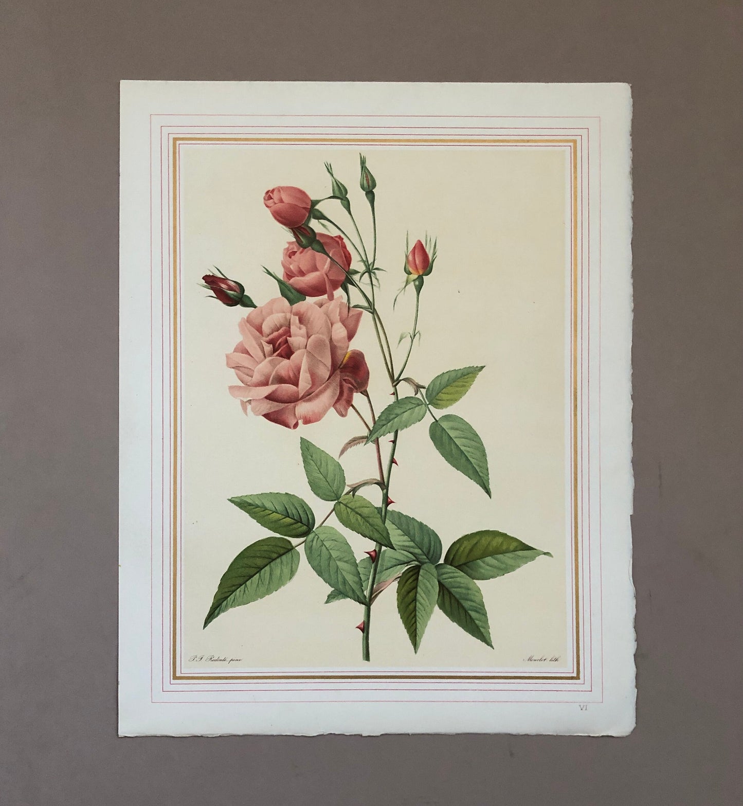 Ten Limited Edition Rose Prints from Choix Des Plus Belle Roses by P.-J. Redouté. Published in 1938. Excellent condition. Size: 41 x 32 ms.
