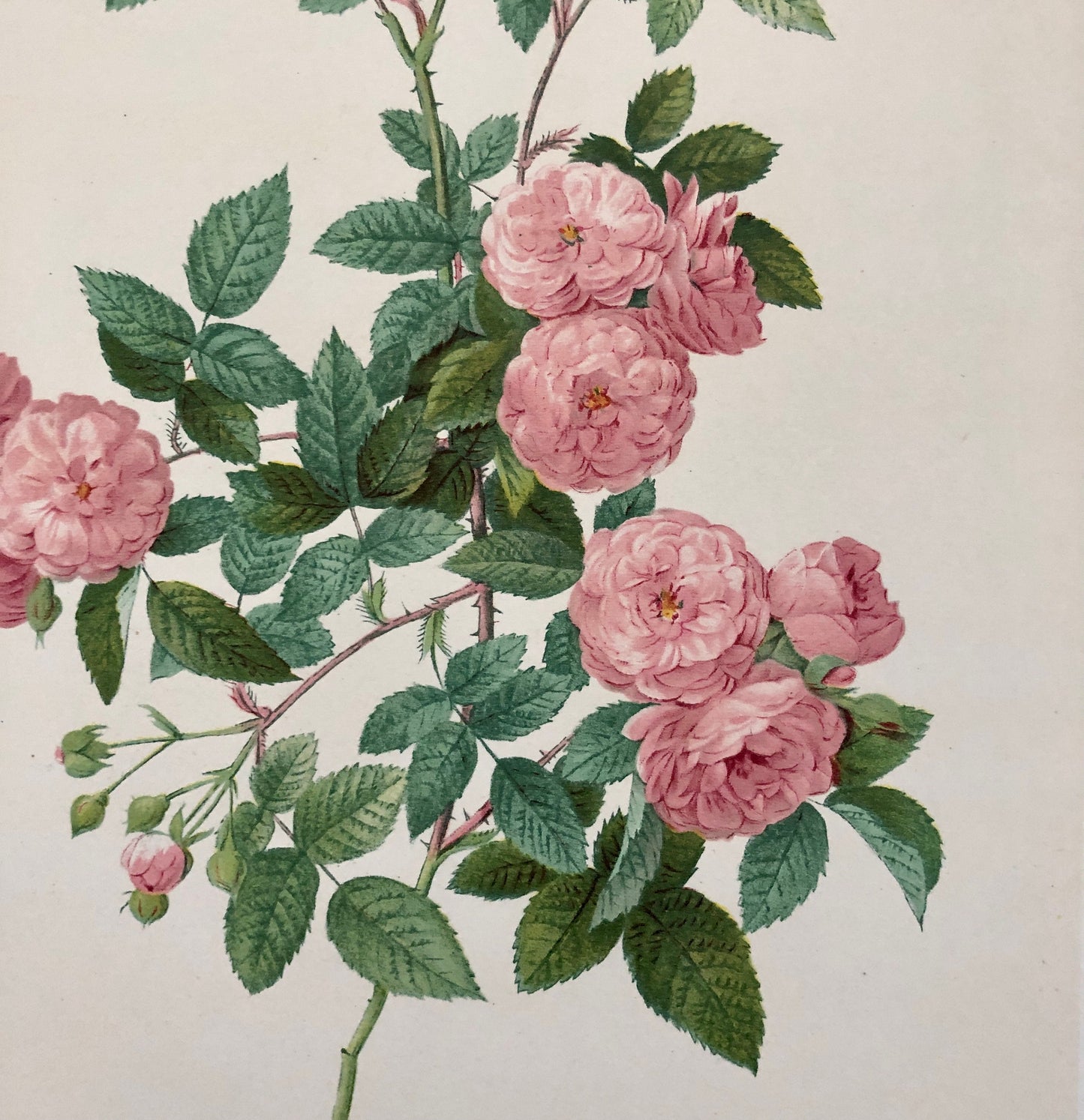 Ten Limited Edition Rose Prints from Choix Des Plus Belle Roses by P.-J. Redouté. Published in 1938. Excellent condition. Size: 41 x 32 ms.
