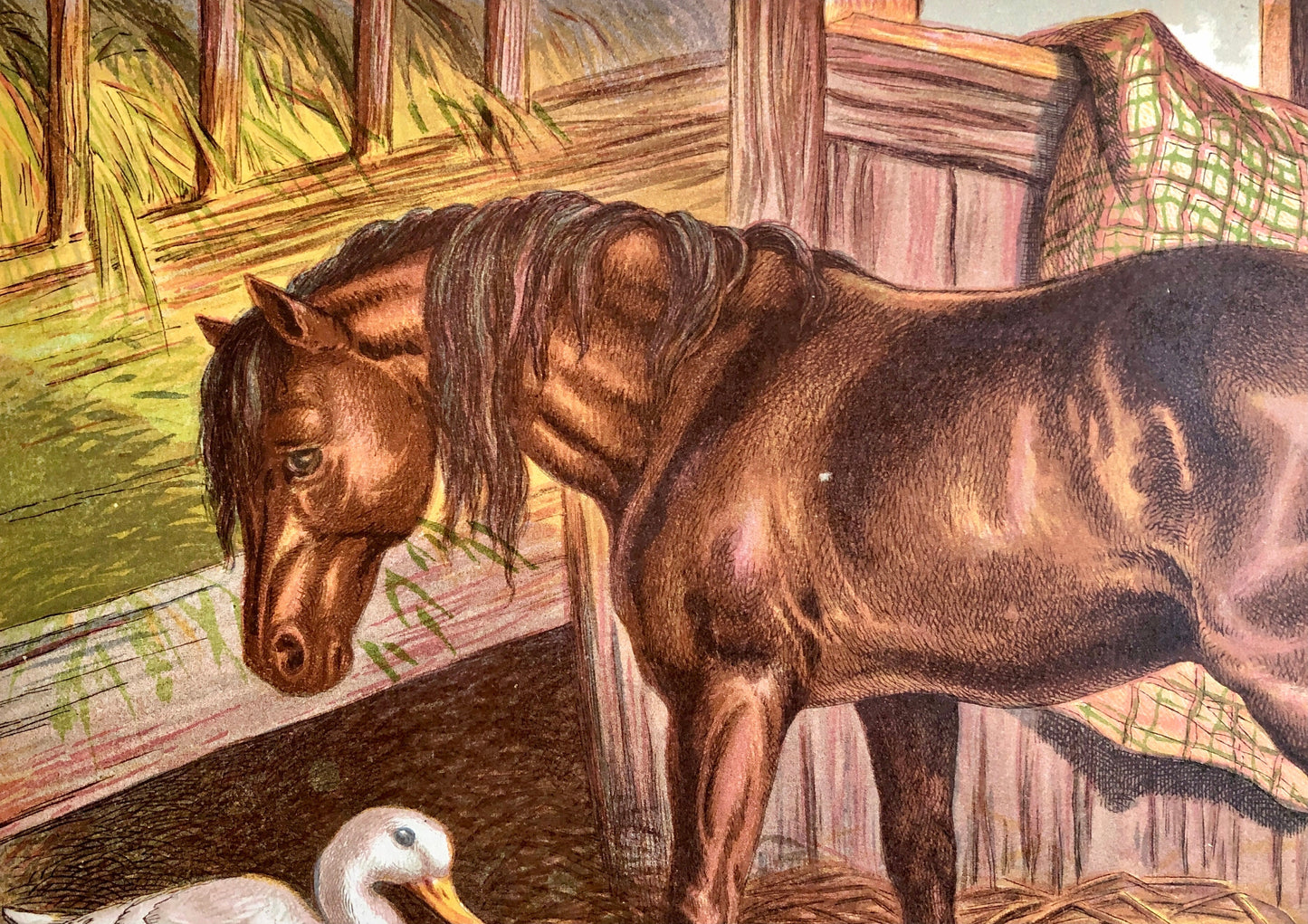 The Work Horse. A Large chromolithograph print from Les Animaux Domestiques by Mme Pape-Carpantier. Dated 1872. Size: 24.5 x 21.5 cms.