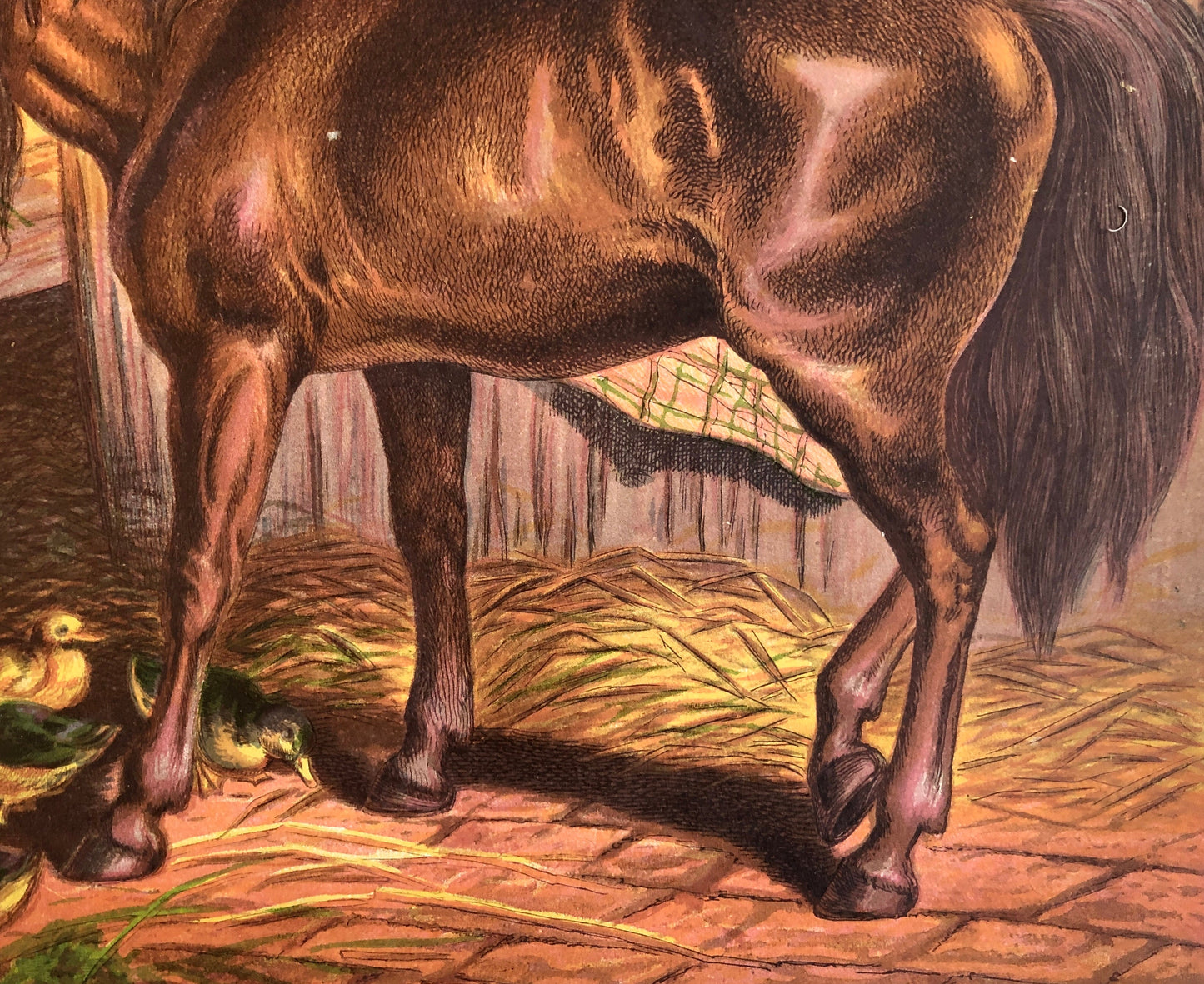 The Work Horse. A Large chromolithograph print from Les Animaux Domestiques by Mme Pape-Carpantier. Dated 1872. Size: 24.5 x 21.5 cms.