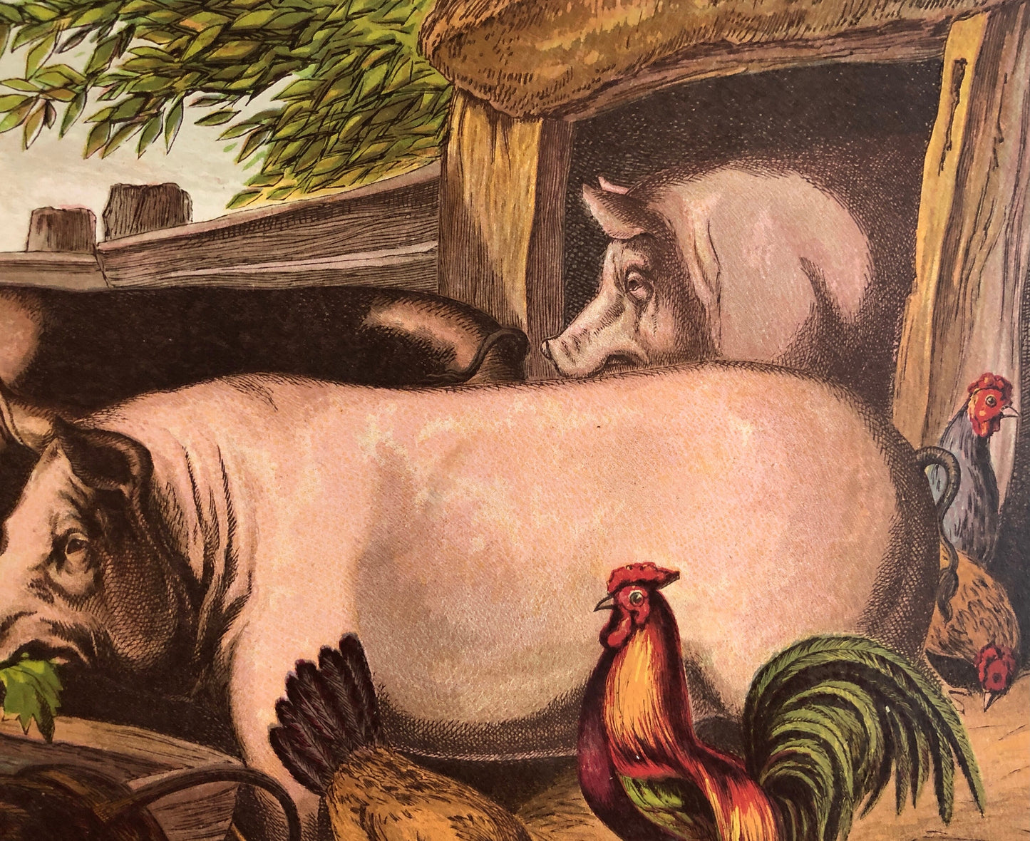 The Pig (Le Porc). A Large chromolithograph print from Les Animaux Domestiques by Mme Pape-Carpantier. Dated 1872. Size: 24.5 x 21.5 cms.